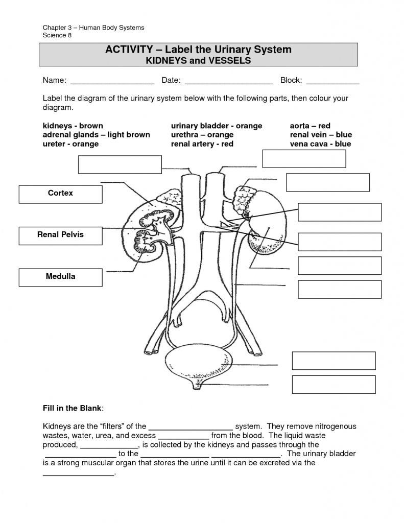 Blank Printable Urinary System Diagram
