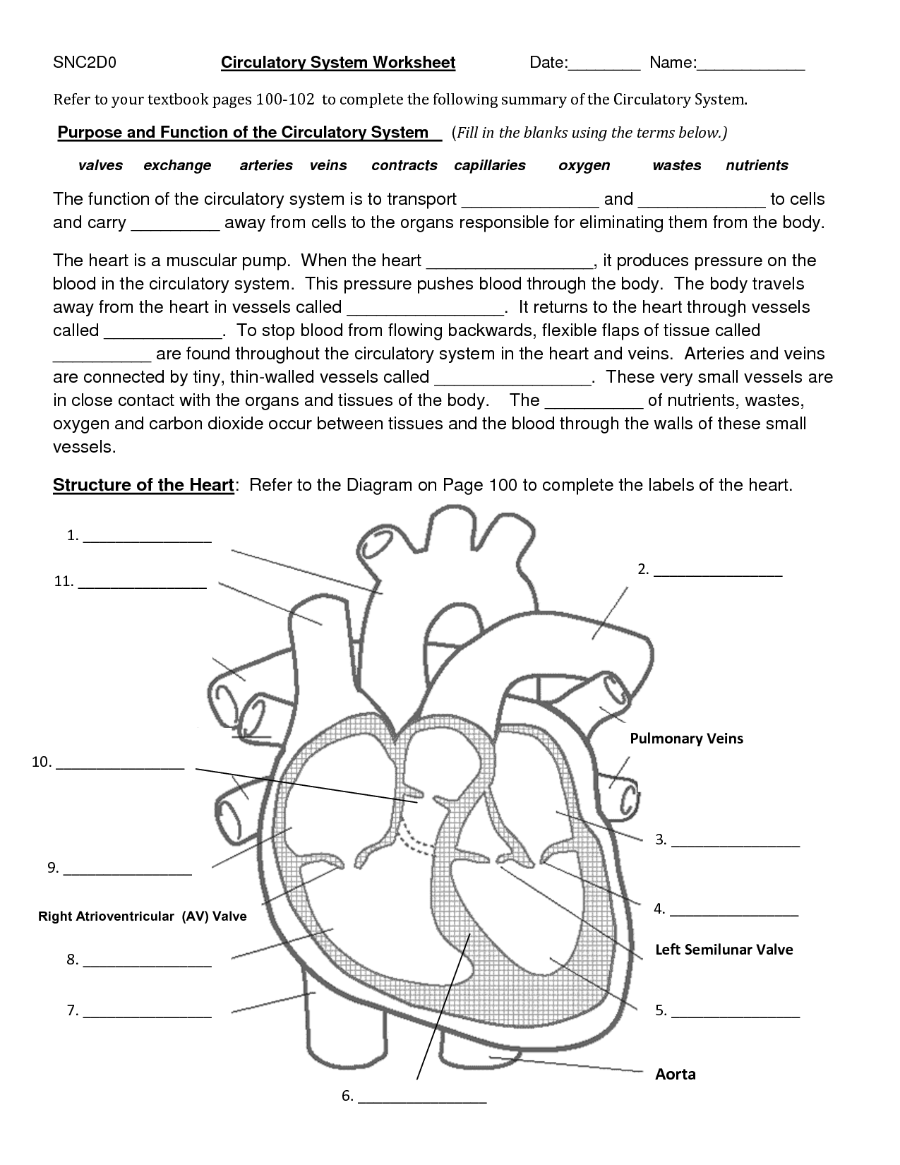 Printable Circulatory System Diagram Blank