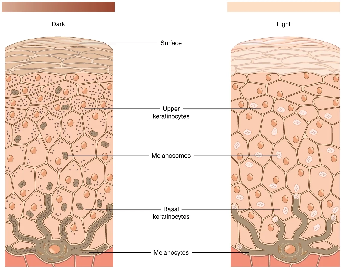 Blank Printable Skin Diagram