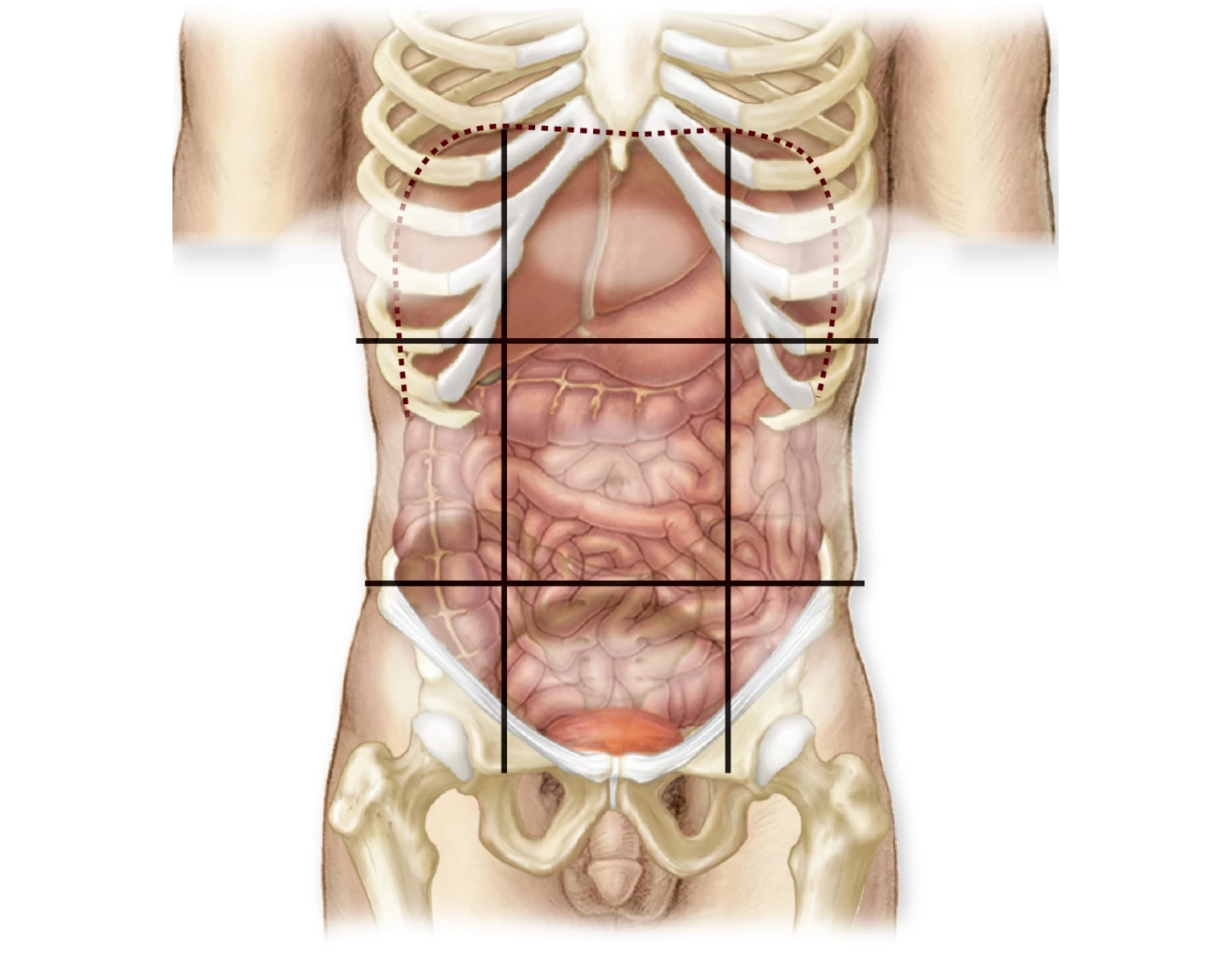 Abdominopelvic Regions 1 Quiz