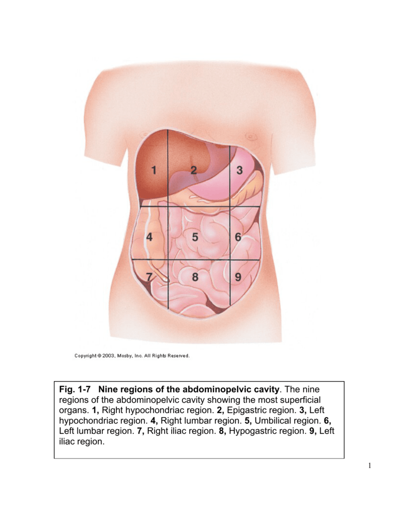 Abdominopelvic Regions amp Cavities Diagram