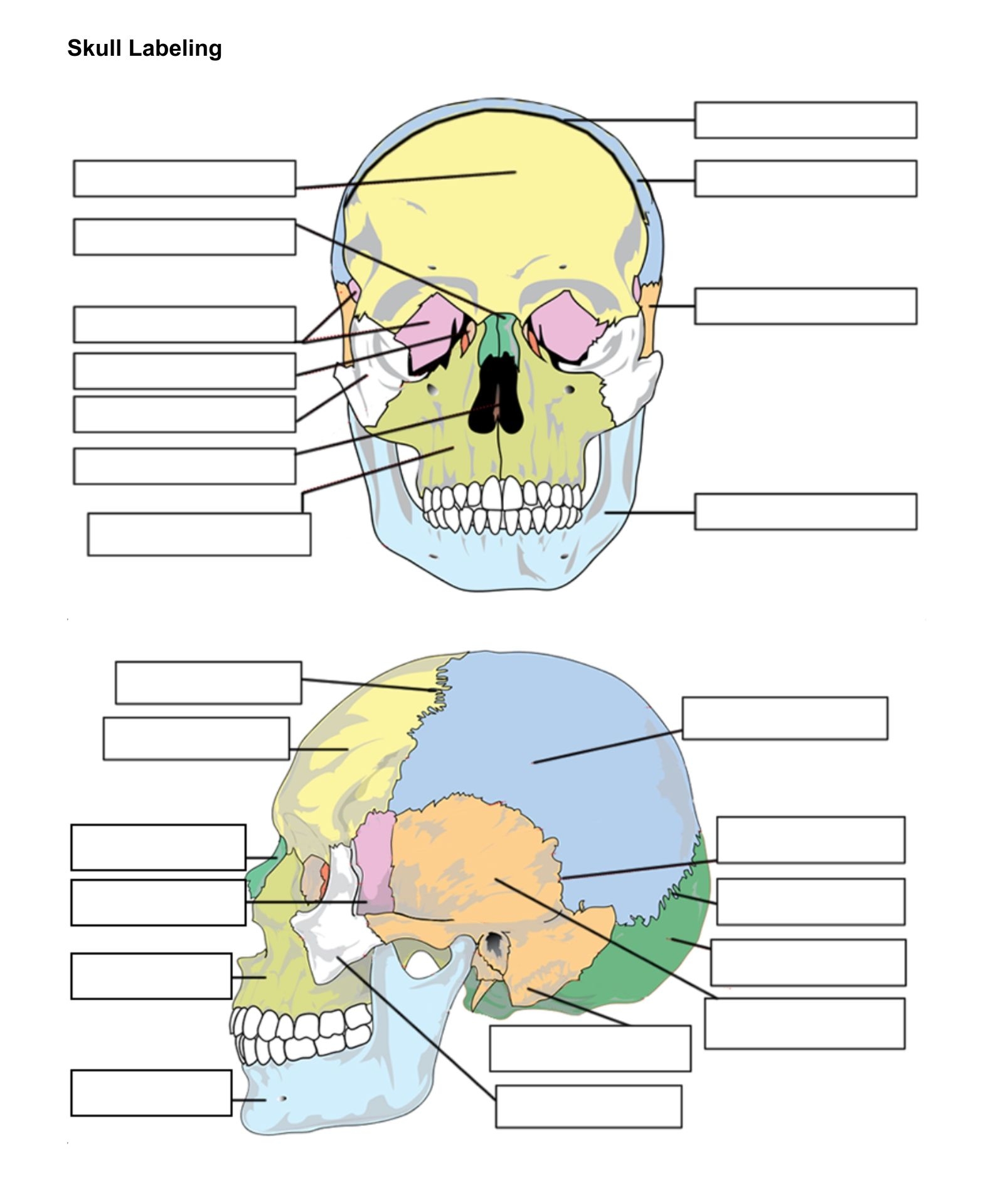 Printable Blank Skull Diagram
