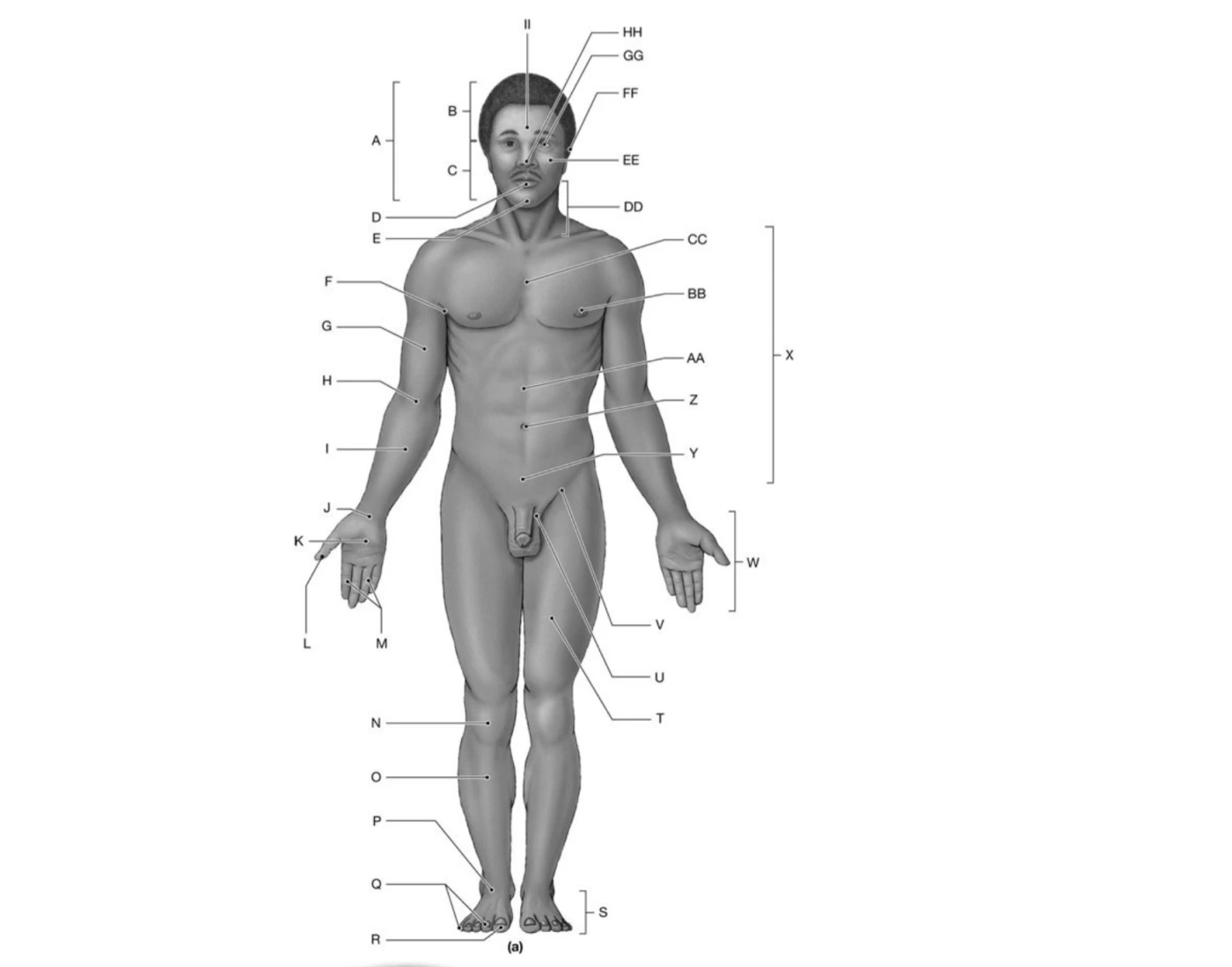 Blank Printable Anatomical Position