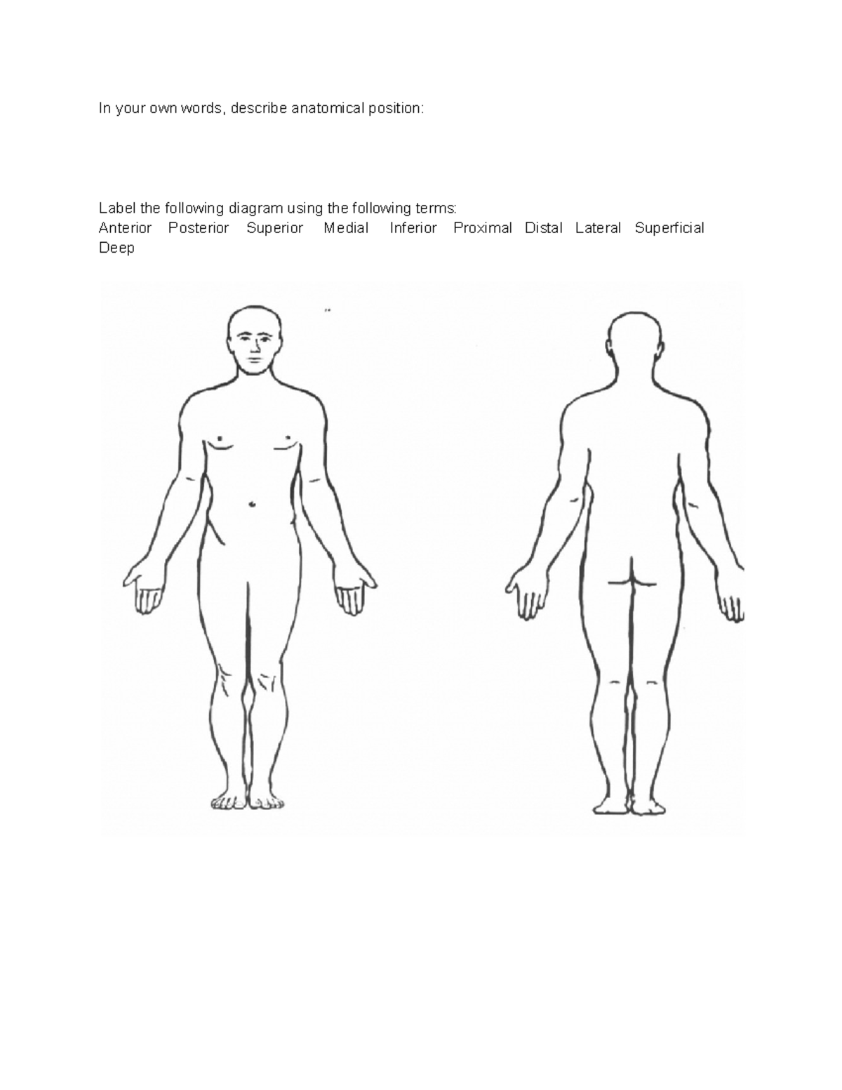 Anatomical Position Planes And Movement Descriptions Guide Studocu