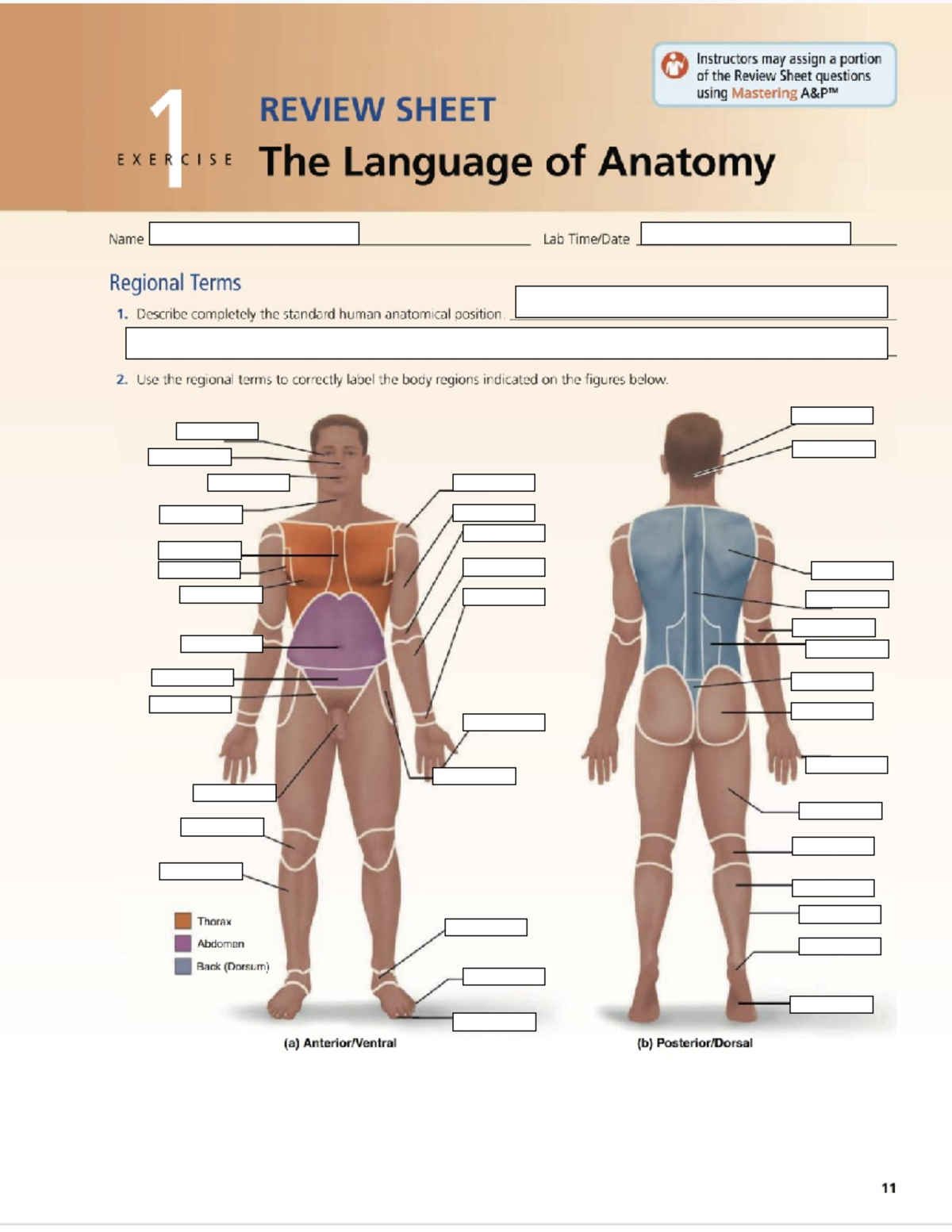 Blank Regional Term Anatomy Printable