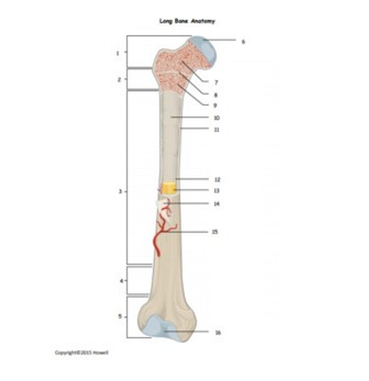 Anatomy Of The Long Bone Review Bundle Amped Up Learning