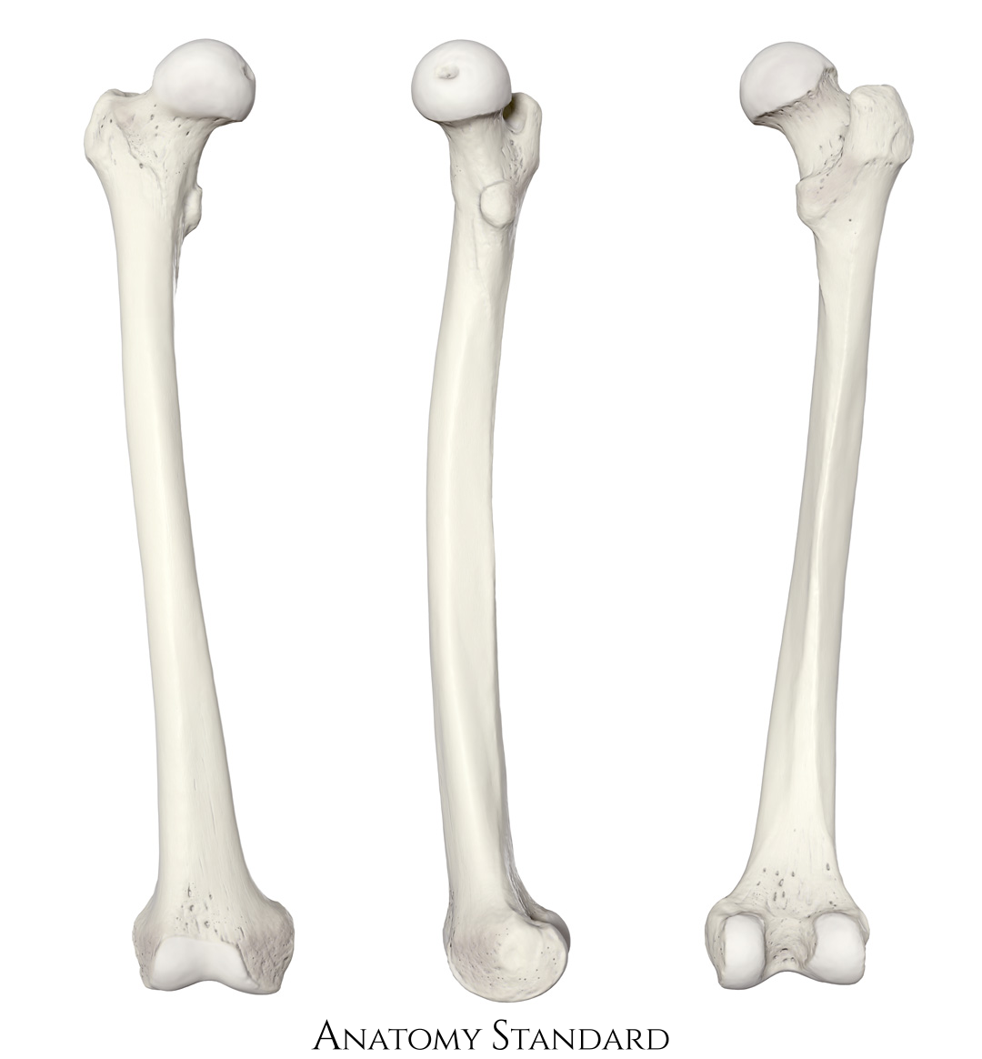 Typical Bone Structure Blank Printable