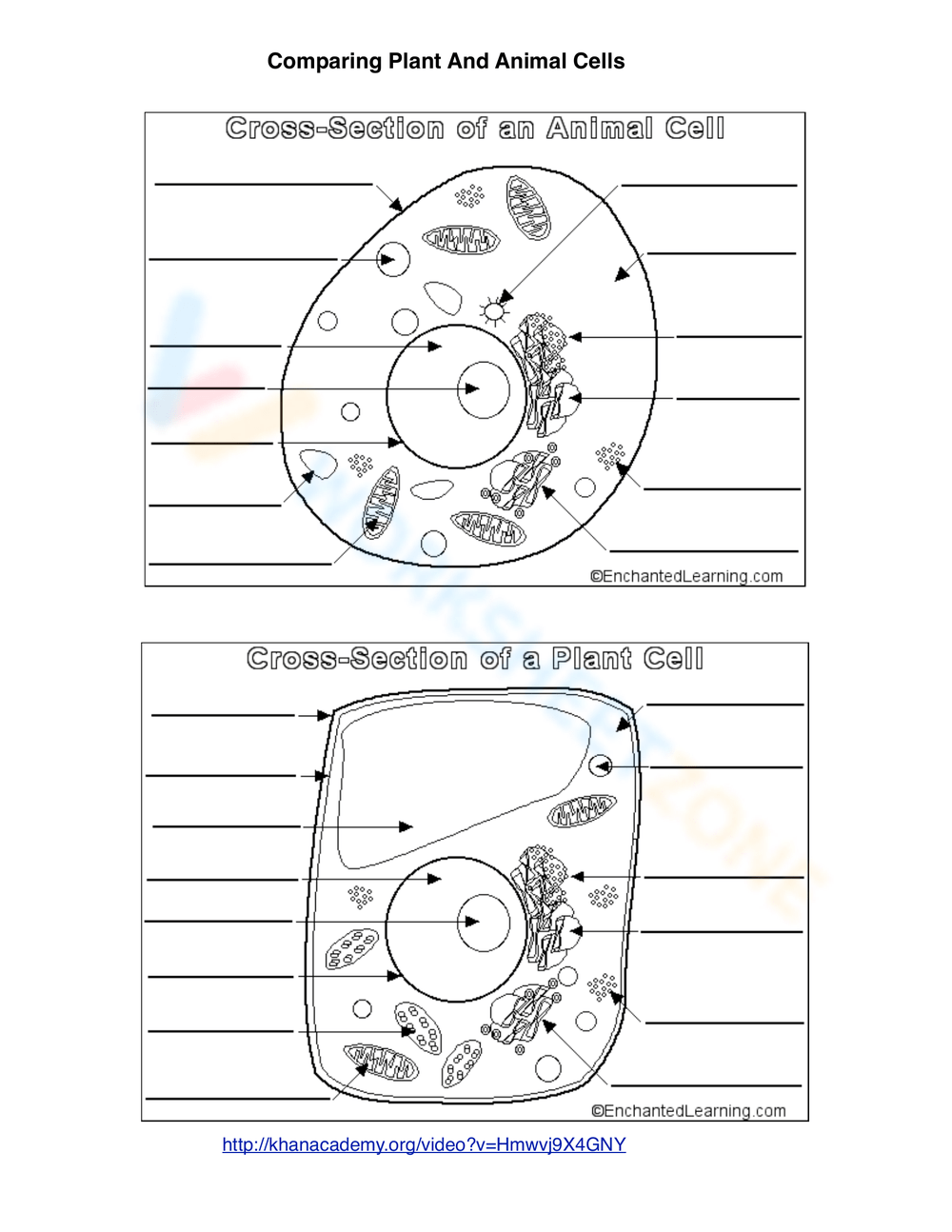 Animal Cell Worksheets amp Printable