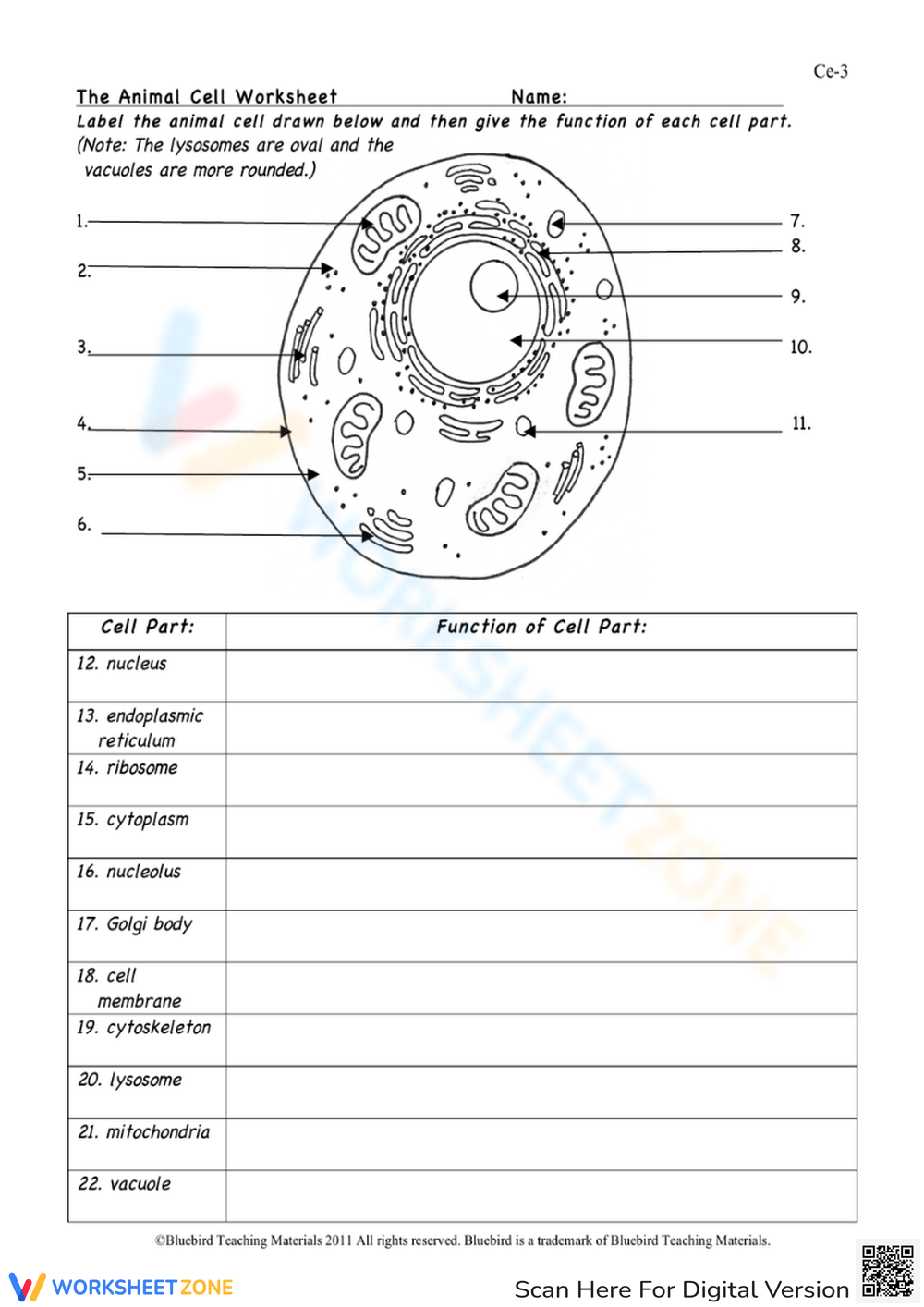 Blank Printable Animal Cell