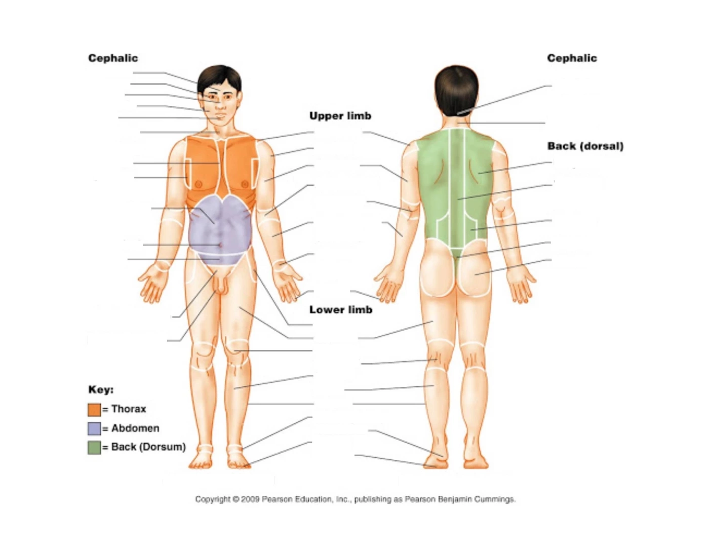 Body Regions Blank Printable