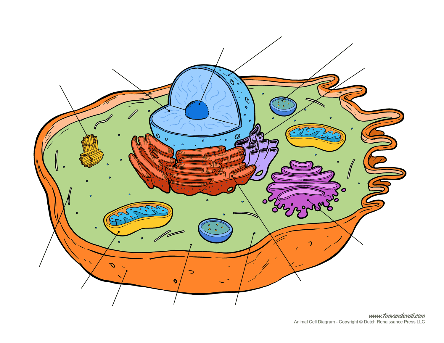 Blank animal cell diagram Tim s Printables