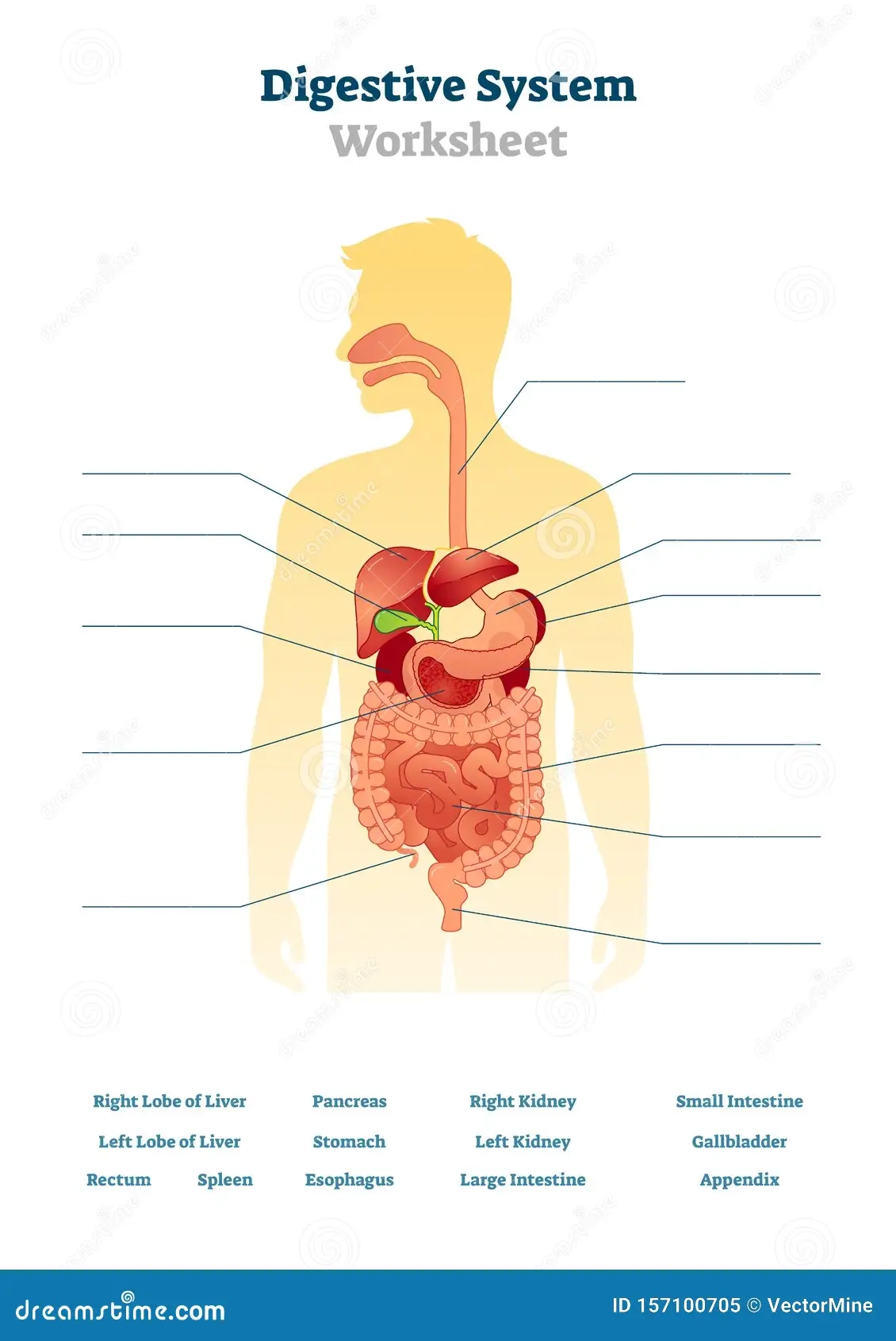 Blank Digestive System Diagram Stock Illustrations 3 Blank 