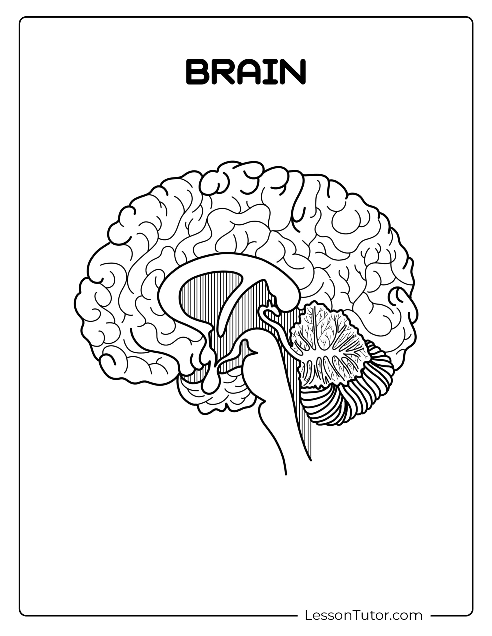 Diagram Of Brain Blank Printable