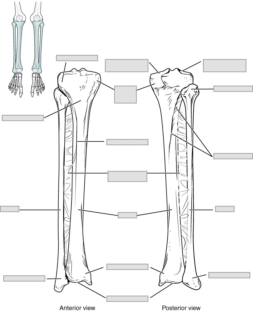 Chapter 8 The Appendicular Skeleton Anatomy And Physiology 