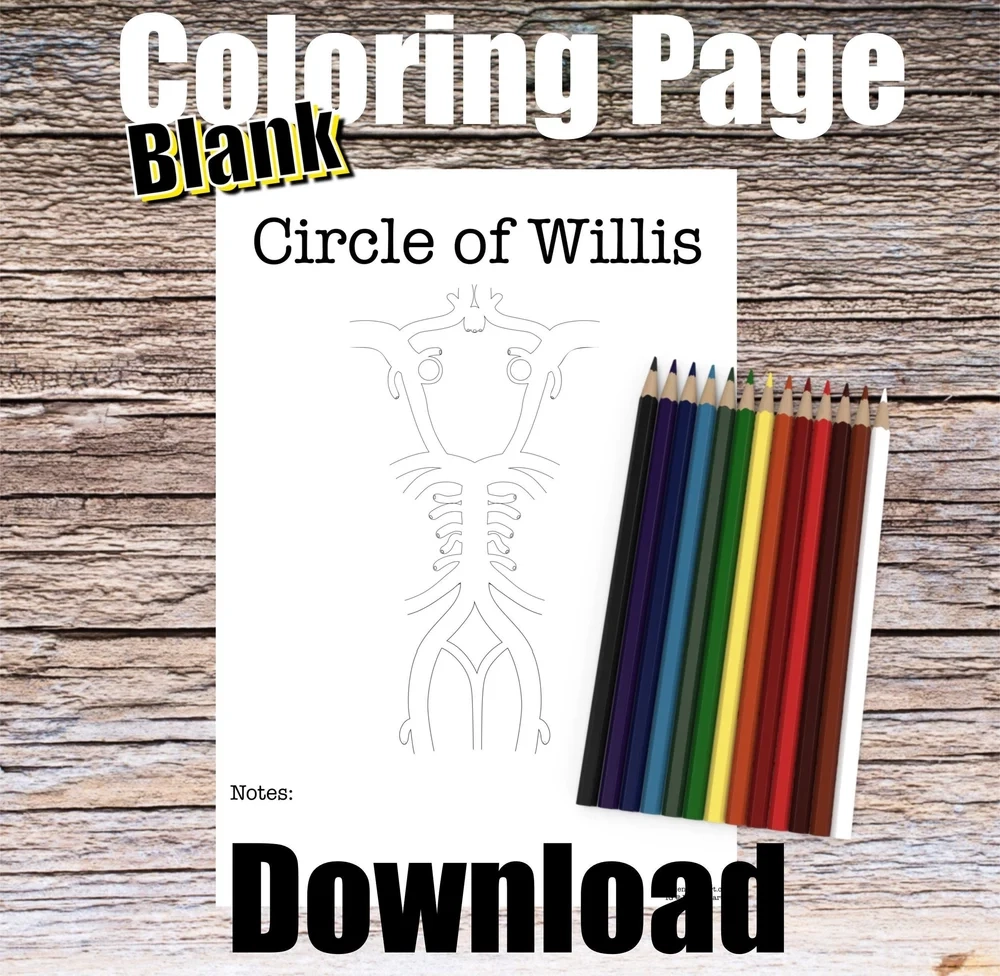 Circle Of Willis Anatomy Coloring Page BLANK Digital Download 