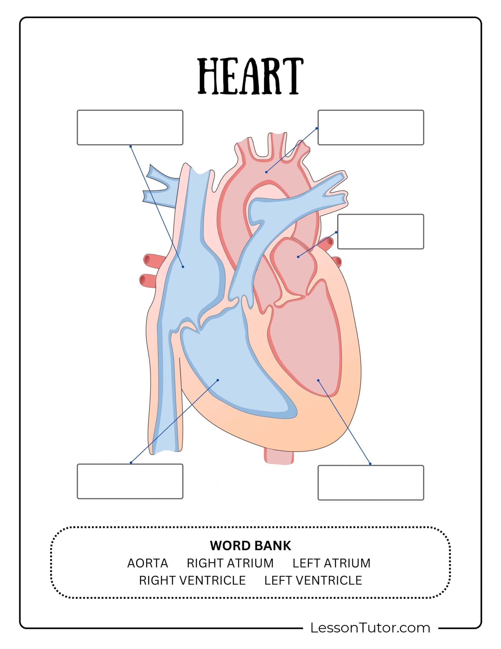 Circulatory System Worksheets Free Coloring Pages PDF 