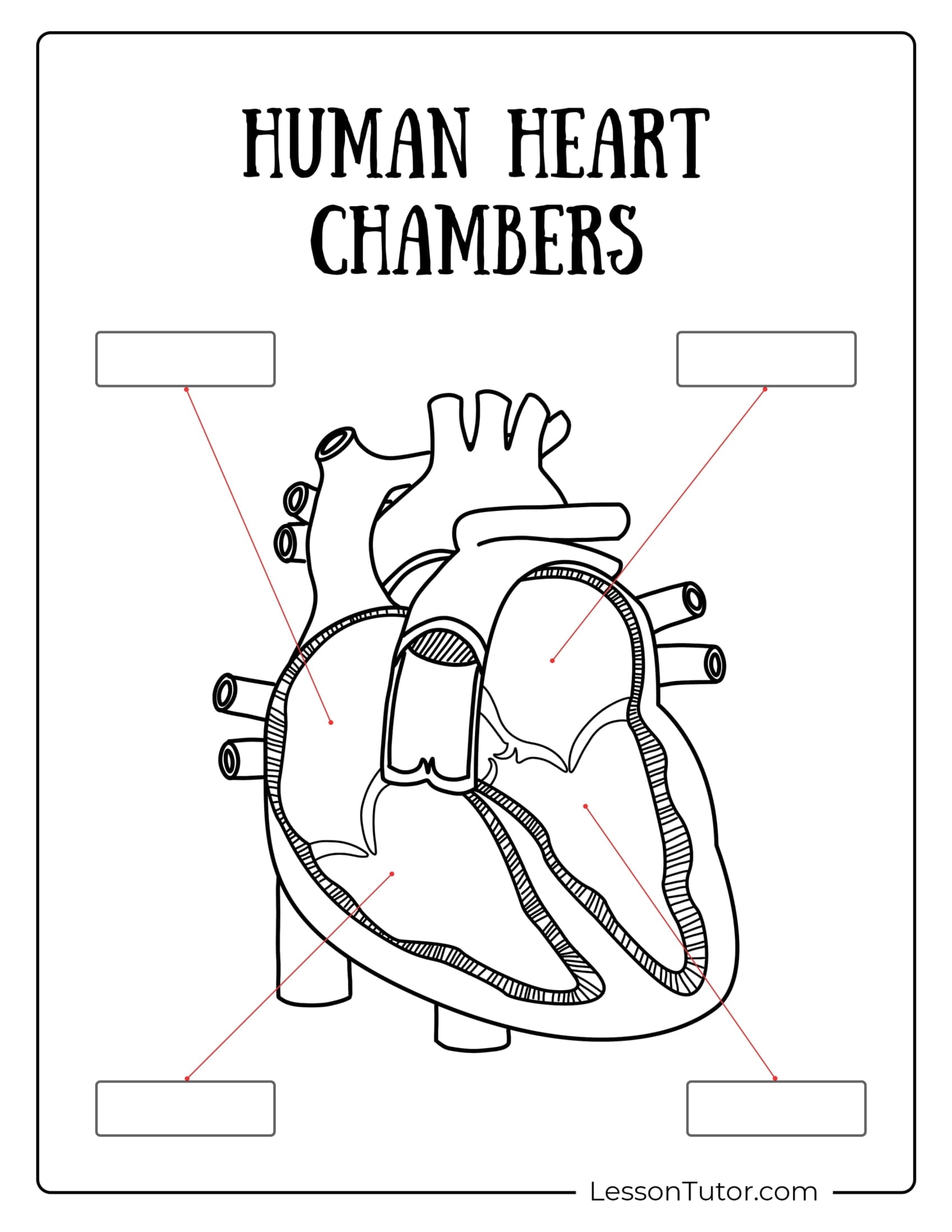 Circulatory System Worksheets Free Coloring Pages PDF 
