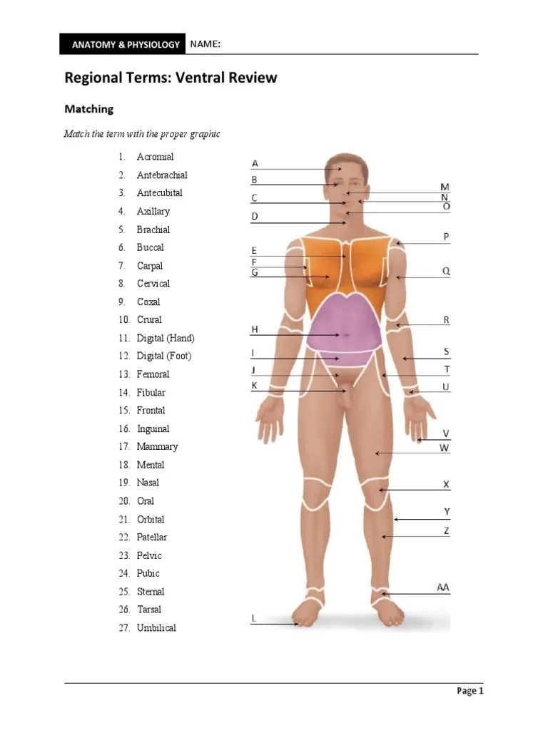 Demo Regional Terms Worksheet Doc X PDF