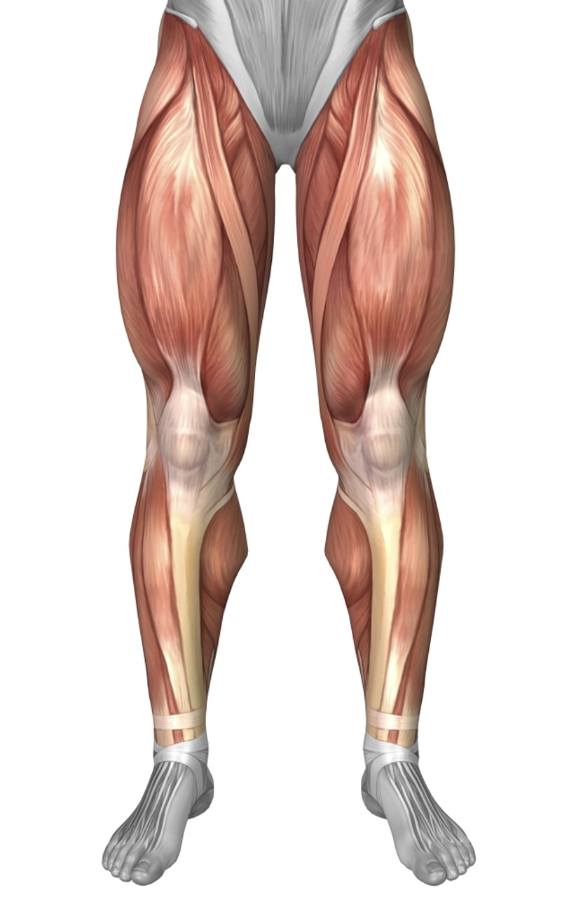 Blank Printable Leg Muscles