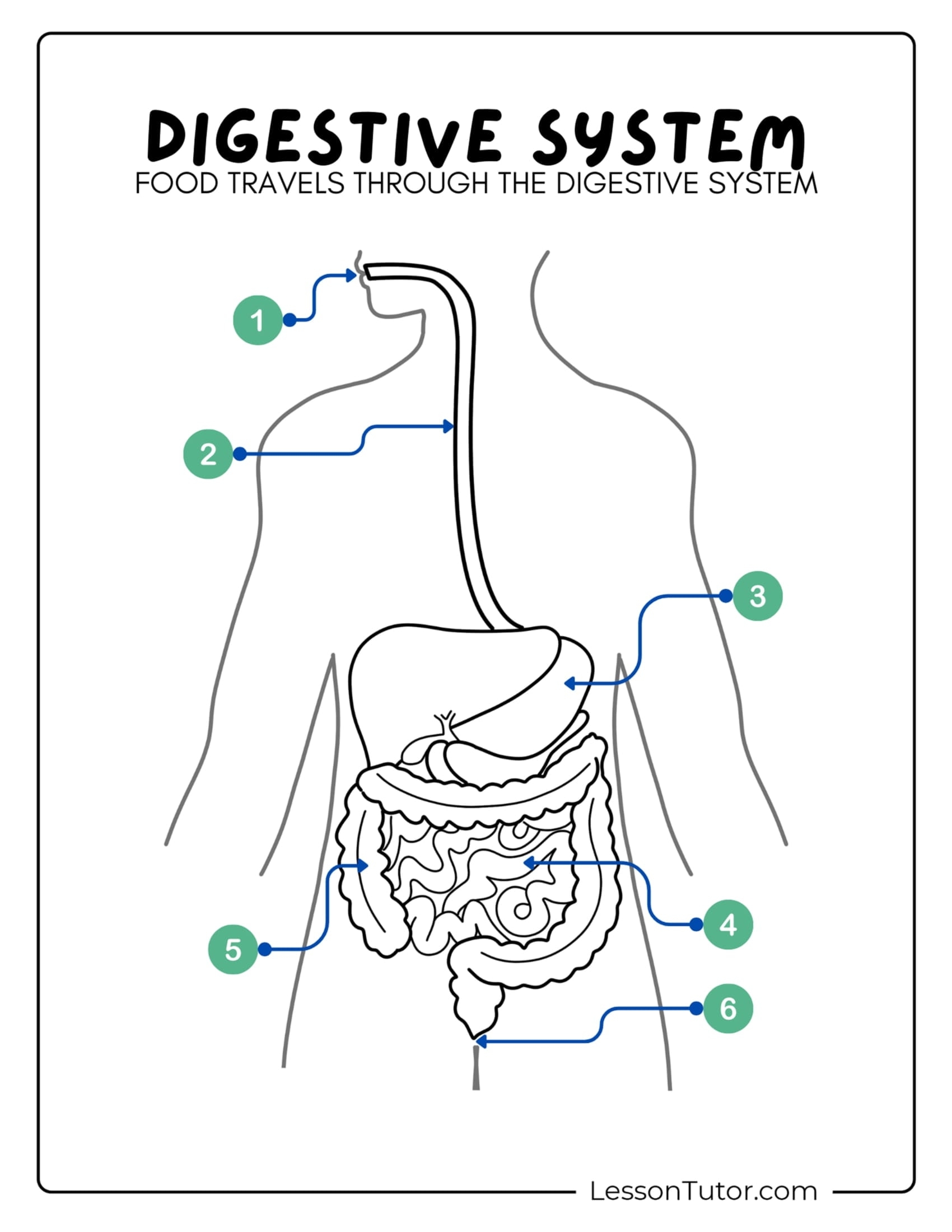 Blank Digestive System Diagram Printable