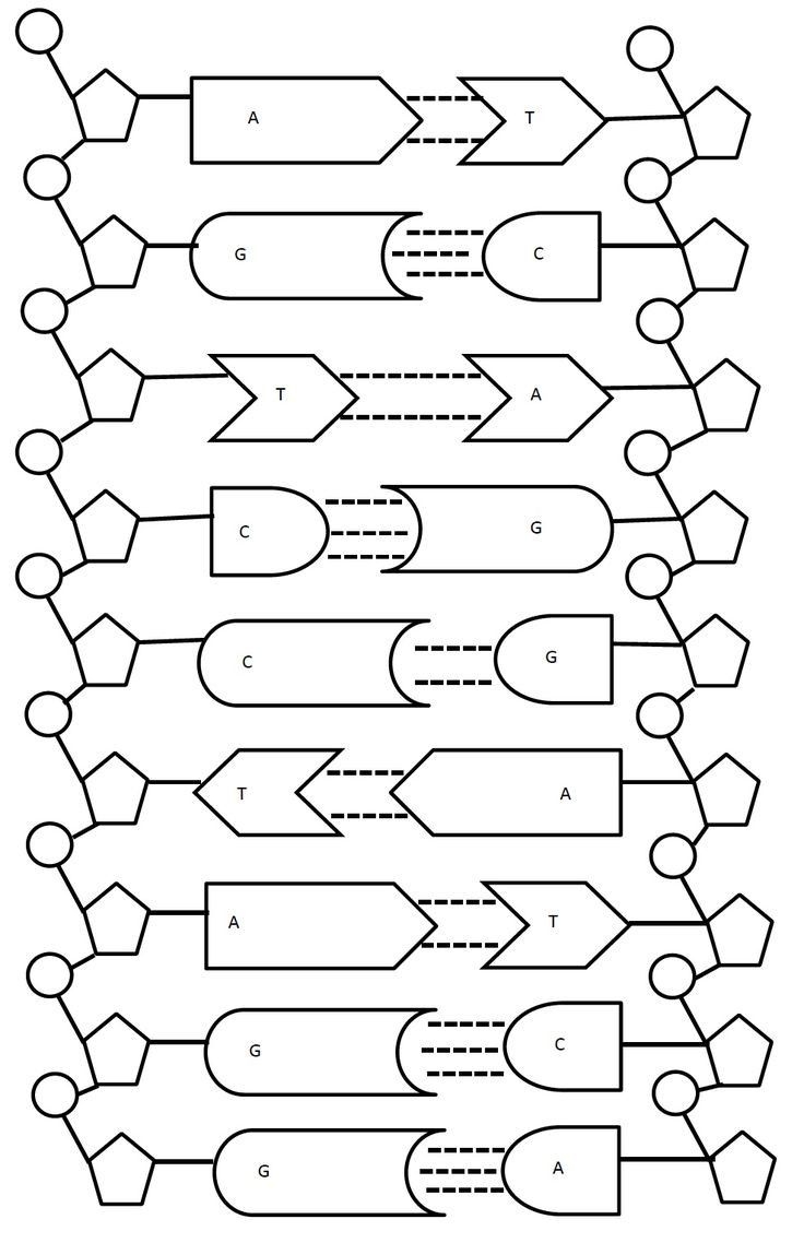 Dna Replication Coloring Worksheet Plementary Dna Worksheet Dna 