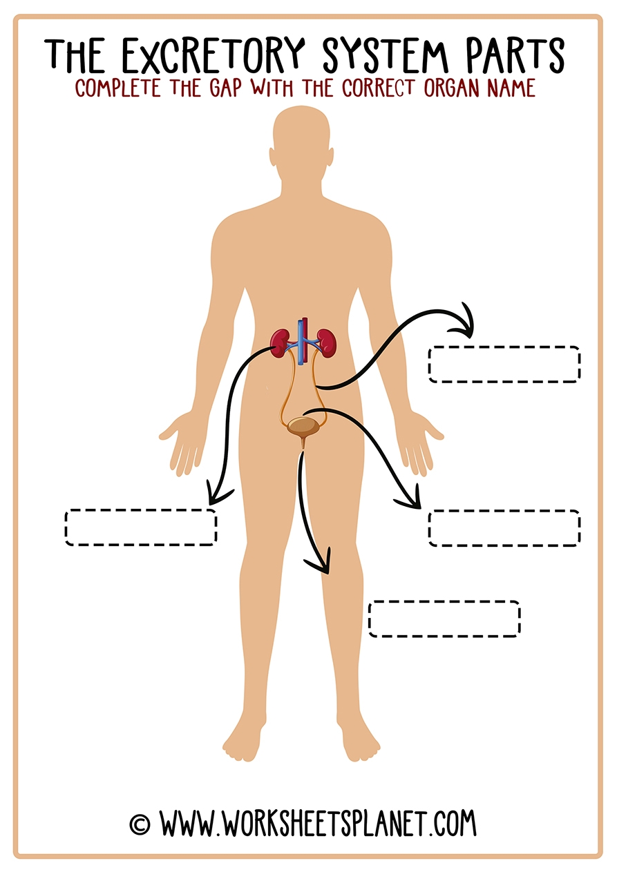 Excretory System For Kids Diagram Theory Vocabulary 
