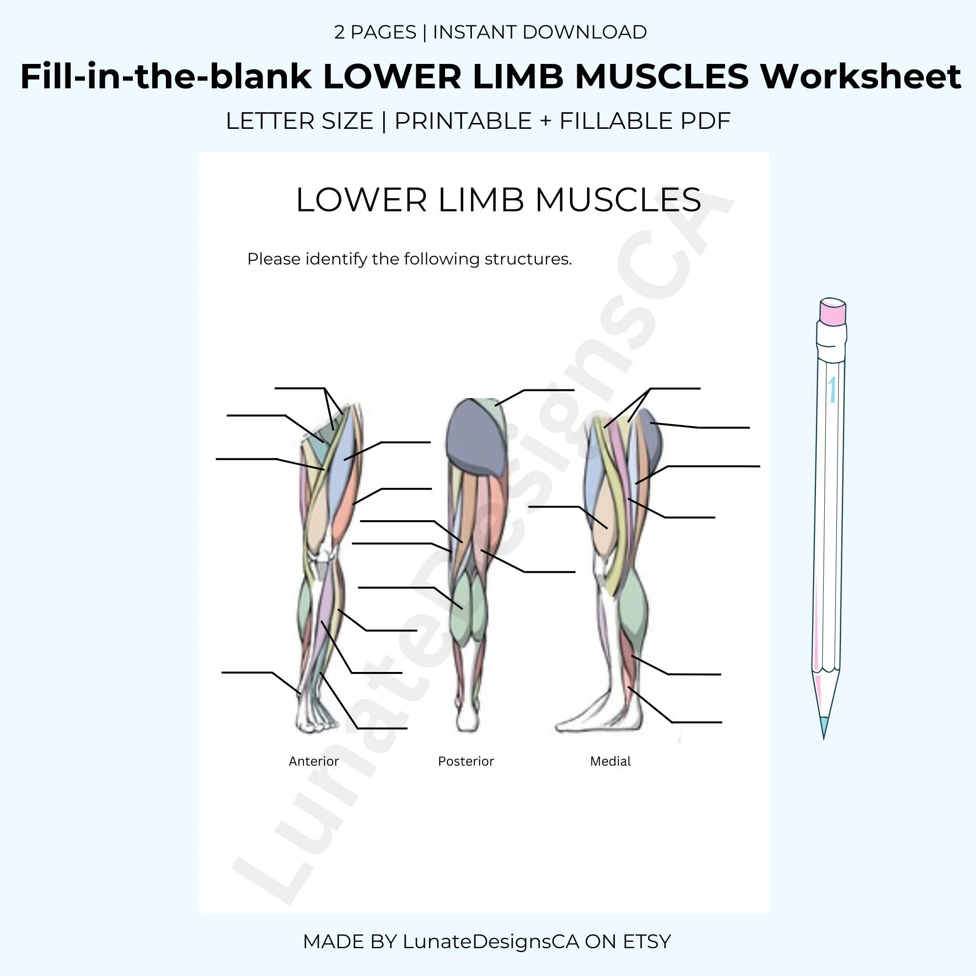 Fill in the blank Anatomy Muscle Worksheet LOWER LIMB Answer Key 