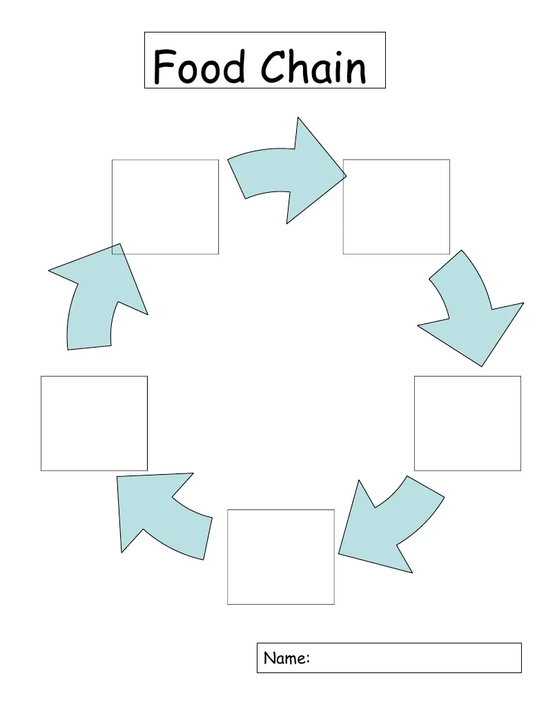 Food Chain Graphic Organizer PDF Foods
