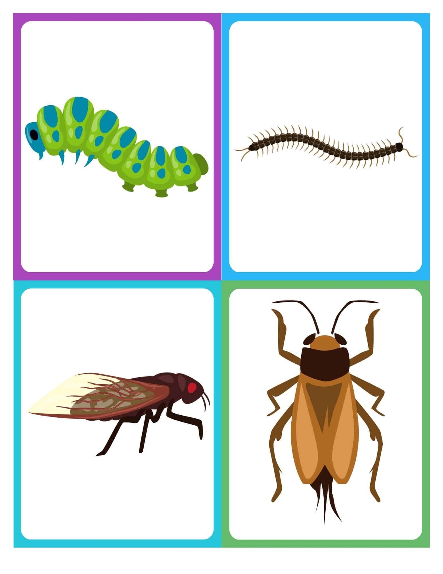 Free Insect And Bugs Flashcards Without Words