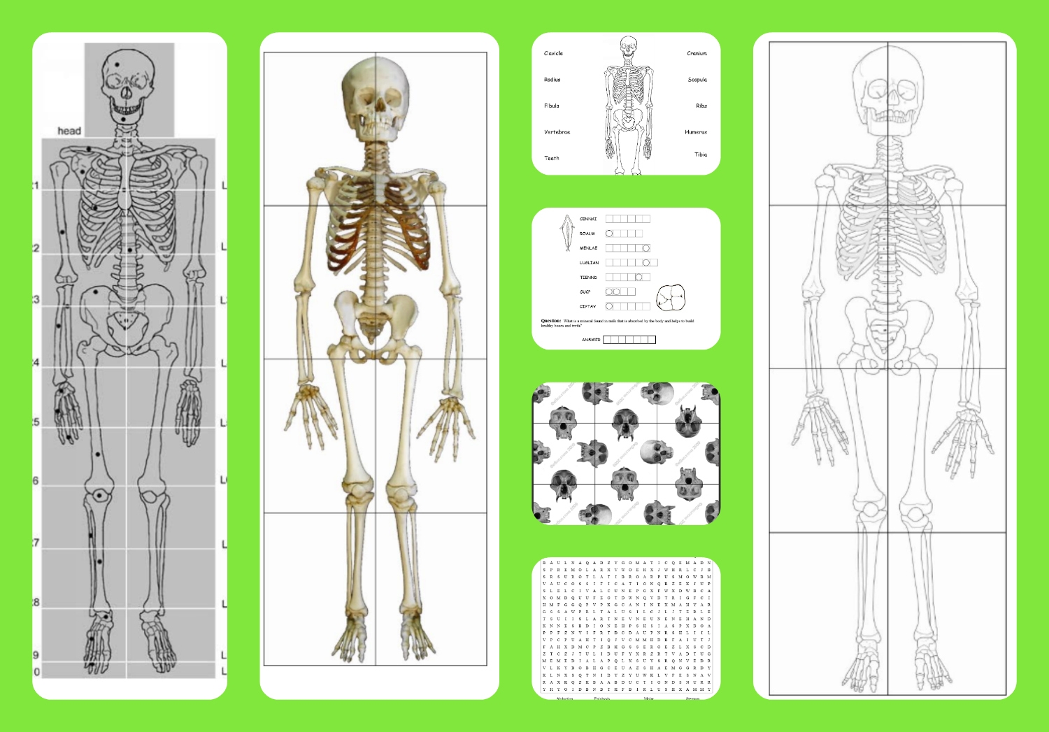 Blank Printable Skeletal System
