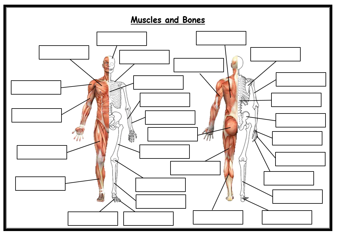 GCSE PE Edexcel 9 1 Combined Blank Skeleton And Muscles 