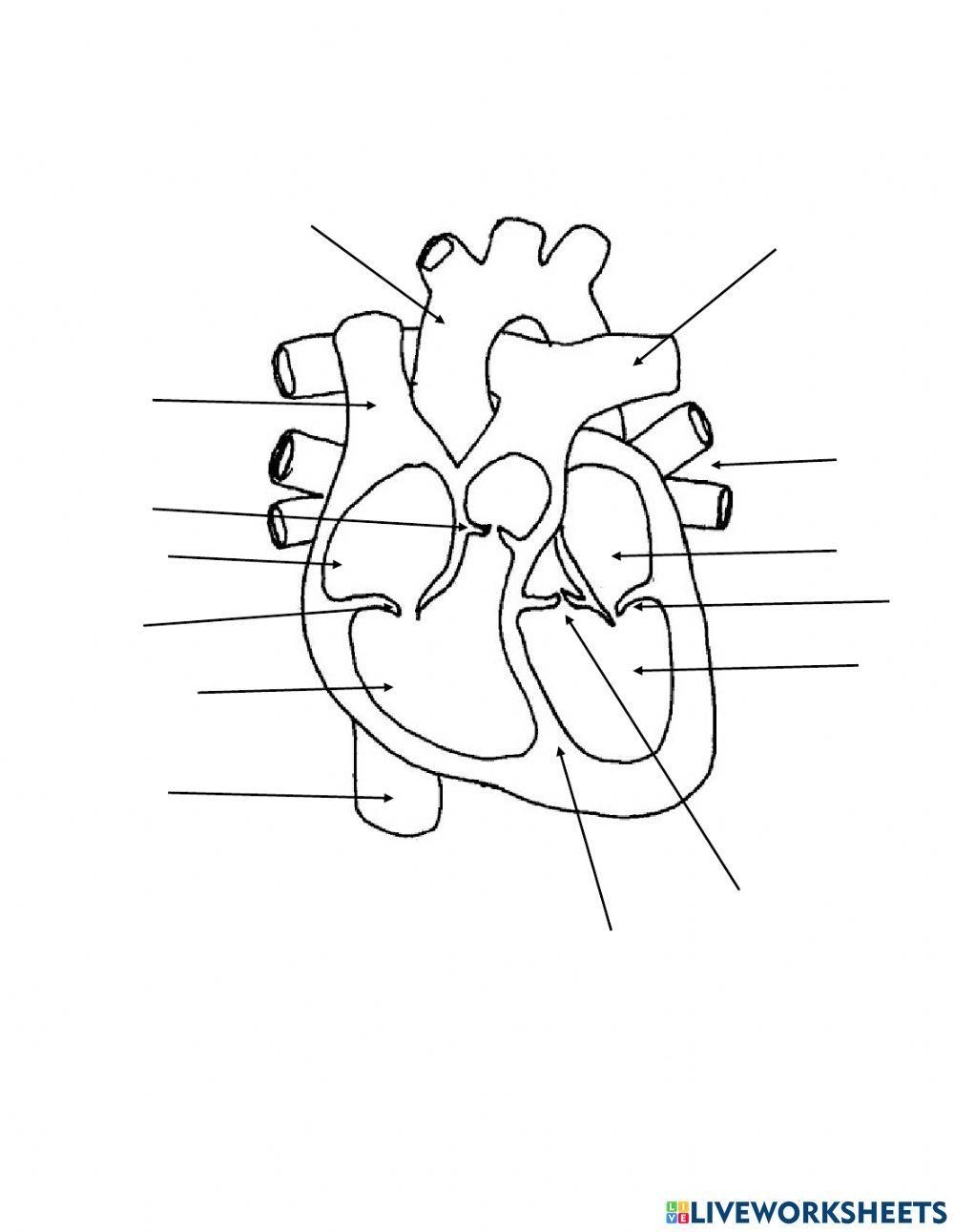 Blank Heart Diagram Printable