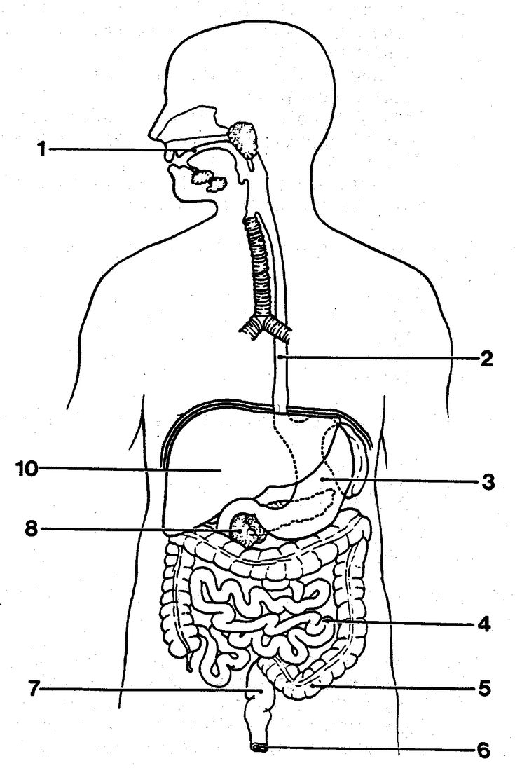 Http anatomybodyblog images 3102 blank digestive system 