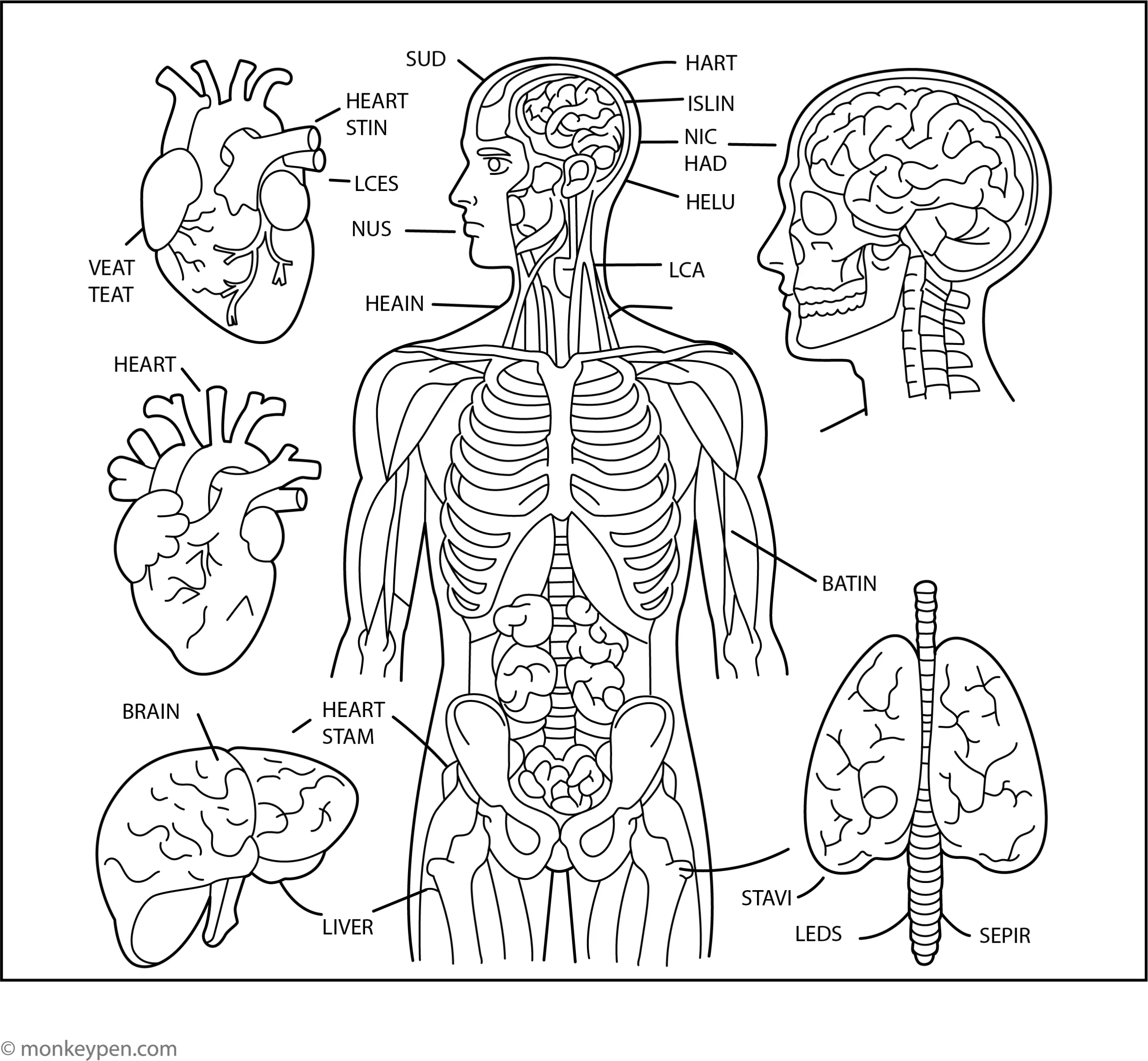 Human Body Anatomy Coloring Page