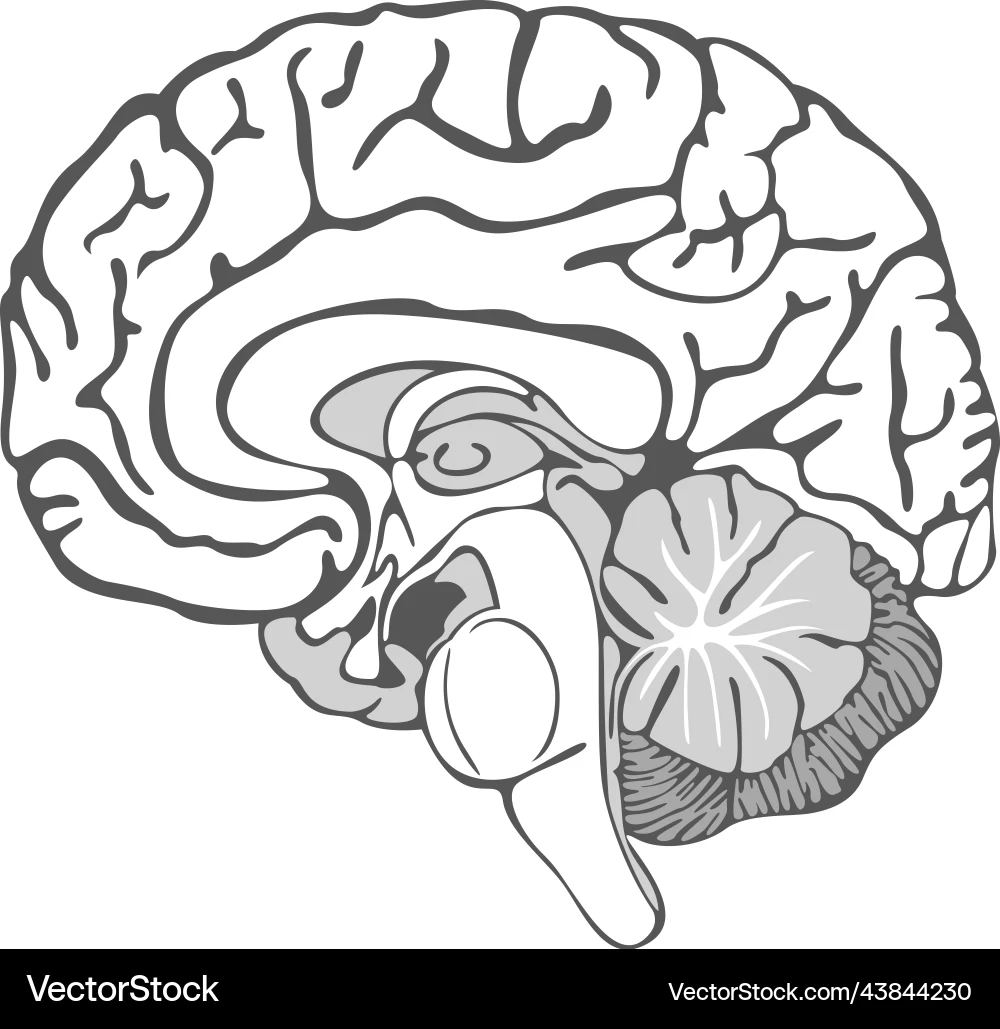 Blank Printable Brain Outline