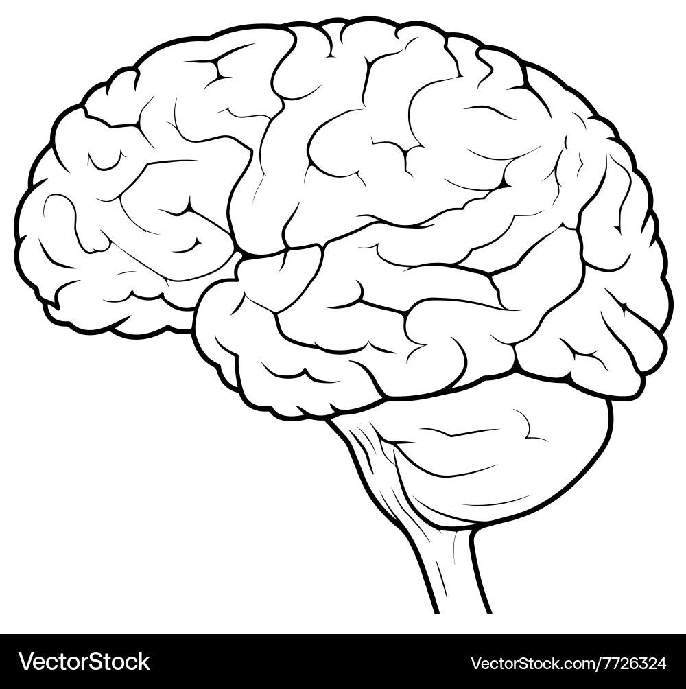 Human Brain Anatomy Side View Royalty Free Vector Image