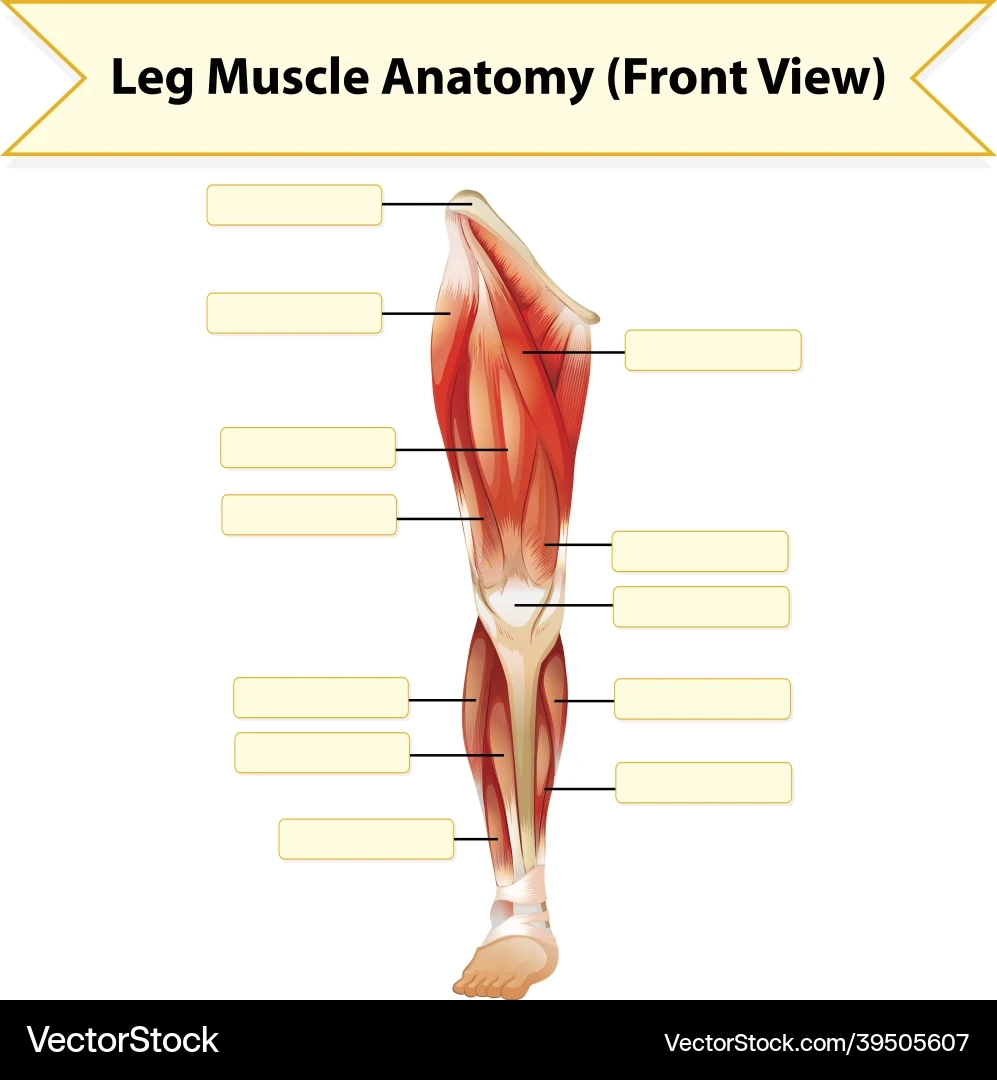 Human Leg Muscle Anatomy Worksheet Royalty Free Vector Image