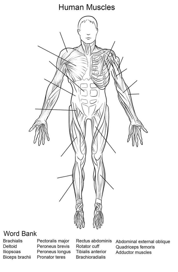 Human Muscles Coloring Key Free For Young And Kids K5 Worksheets