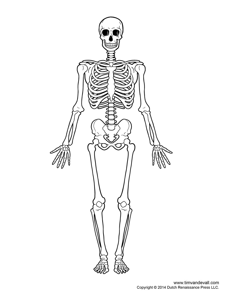 Blank Bone Diagrams Printable