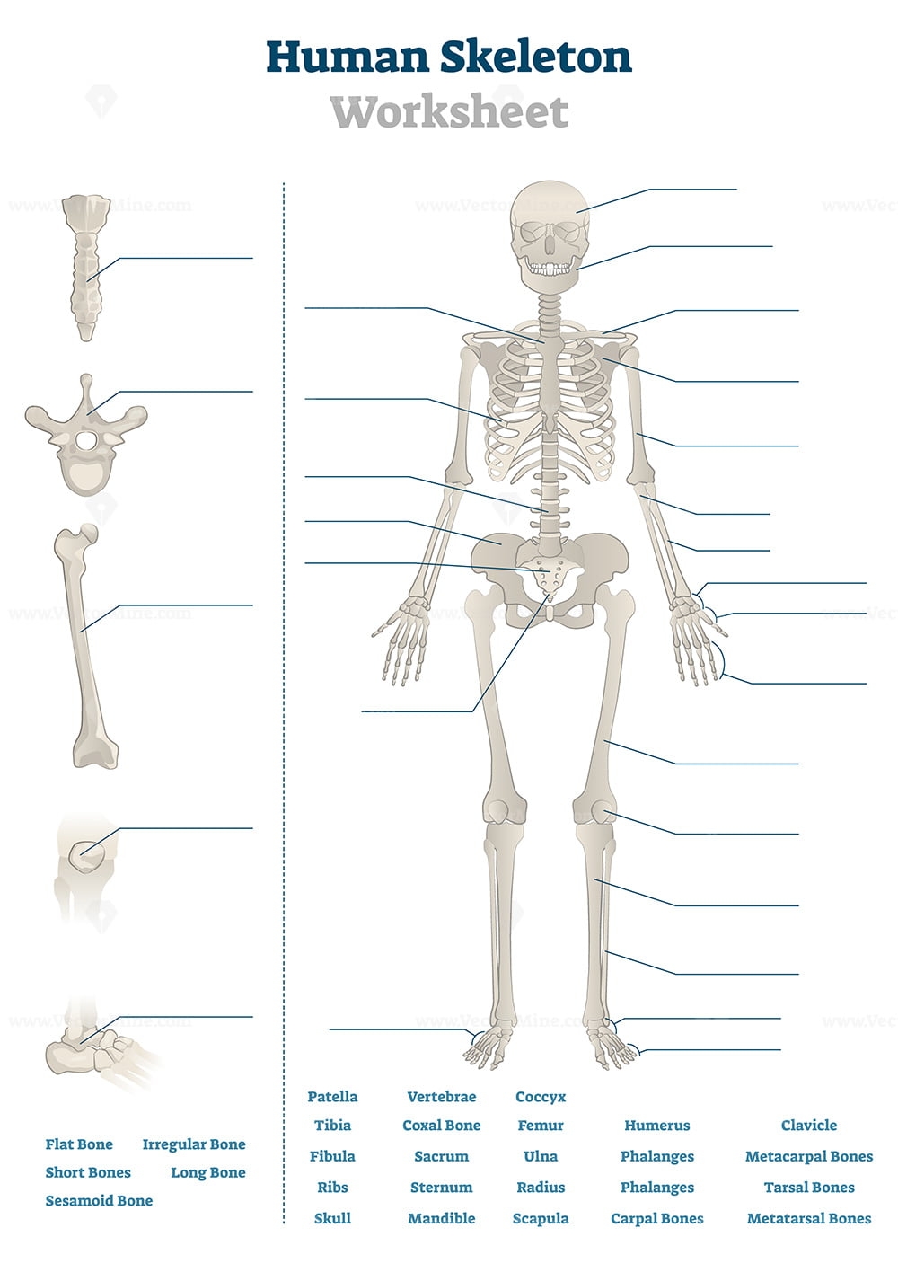 Printable Blank Labeled Skeleton