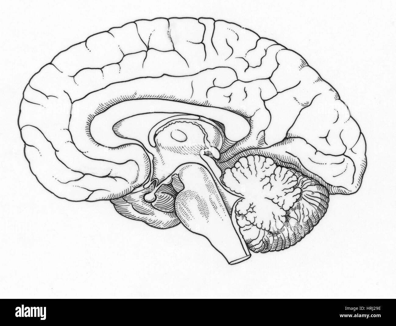 Printable Blank Brain Diagram