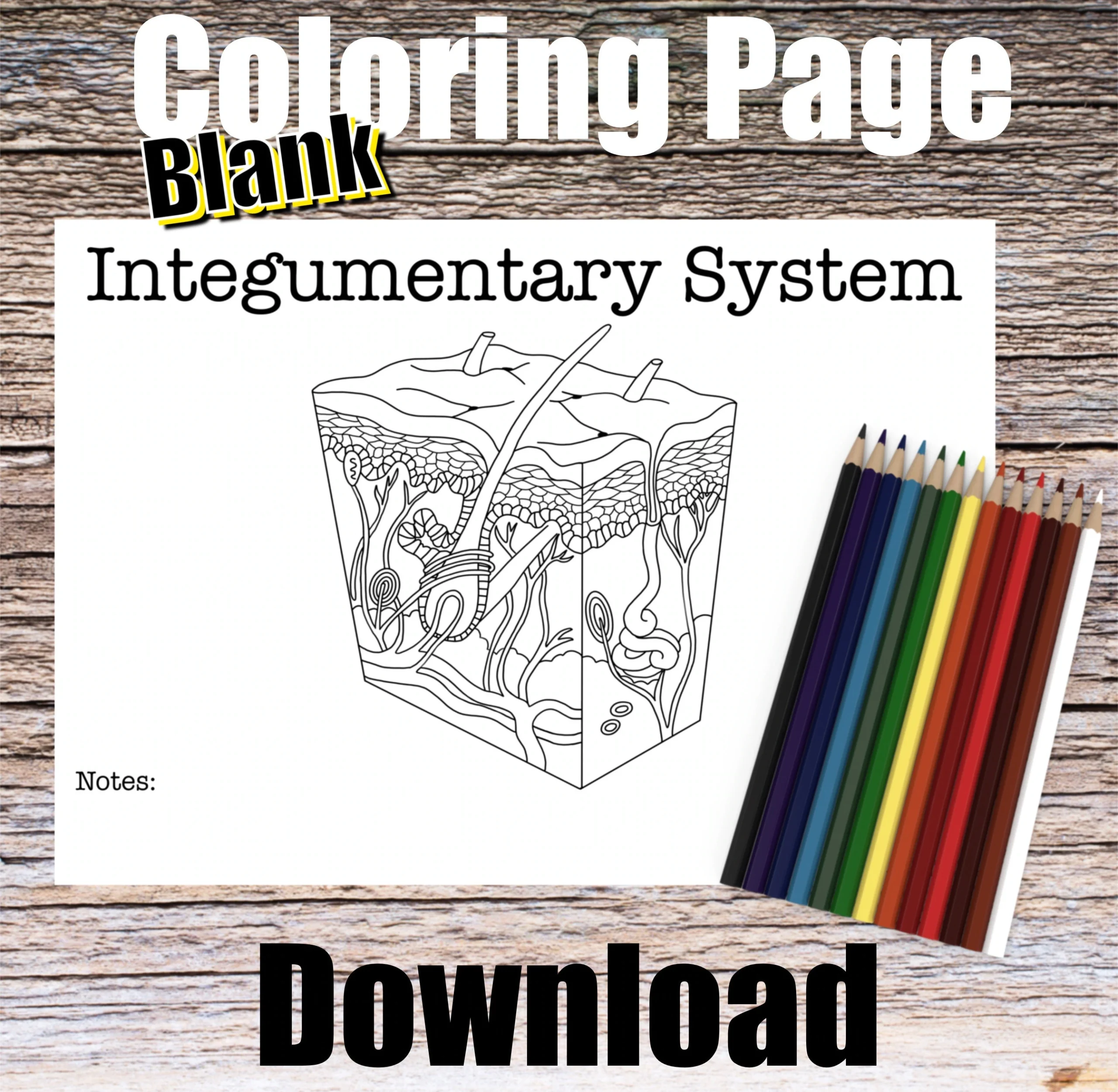 Integumentary Anatomy Coloring Page BLANK Digital Download Skin 
