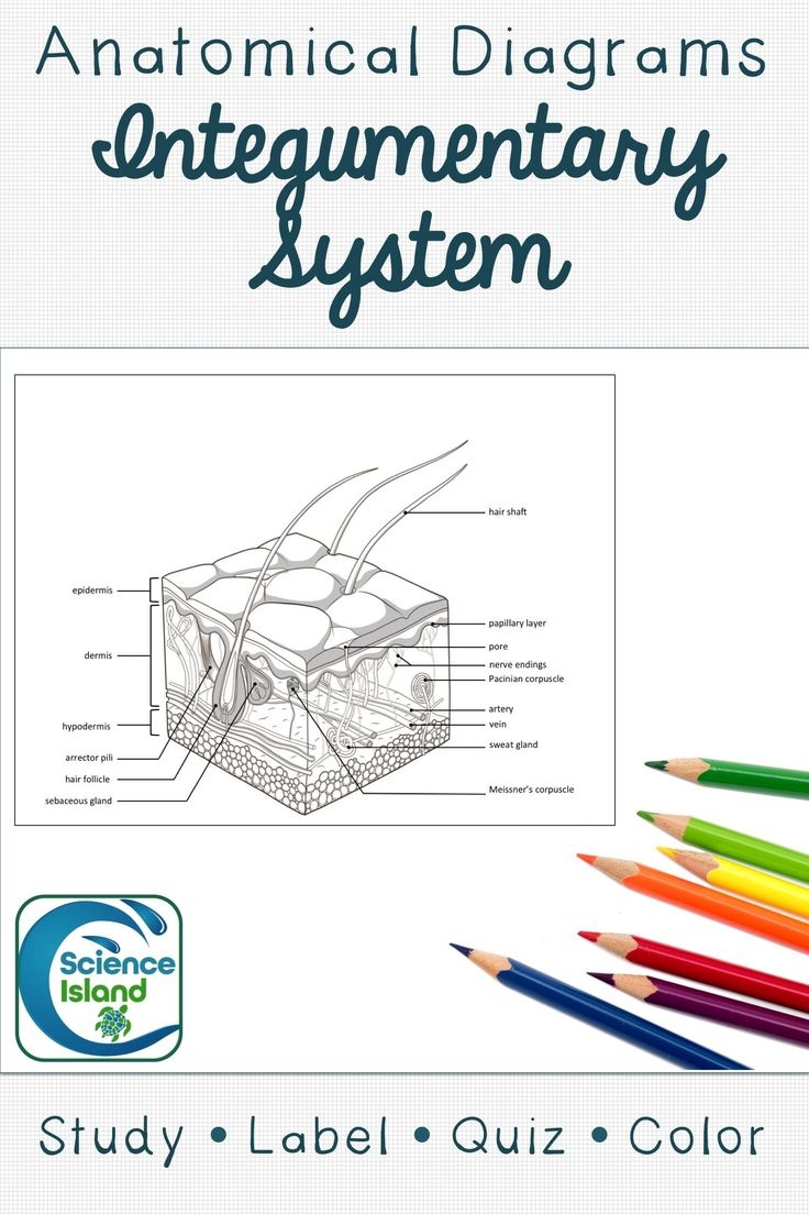 Integumentary System Diagram And Quiz Skin Anatomy Activity