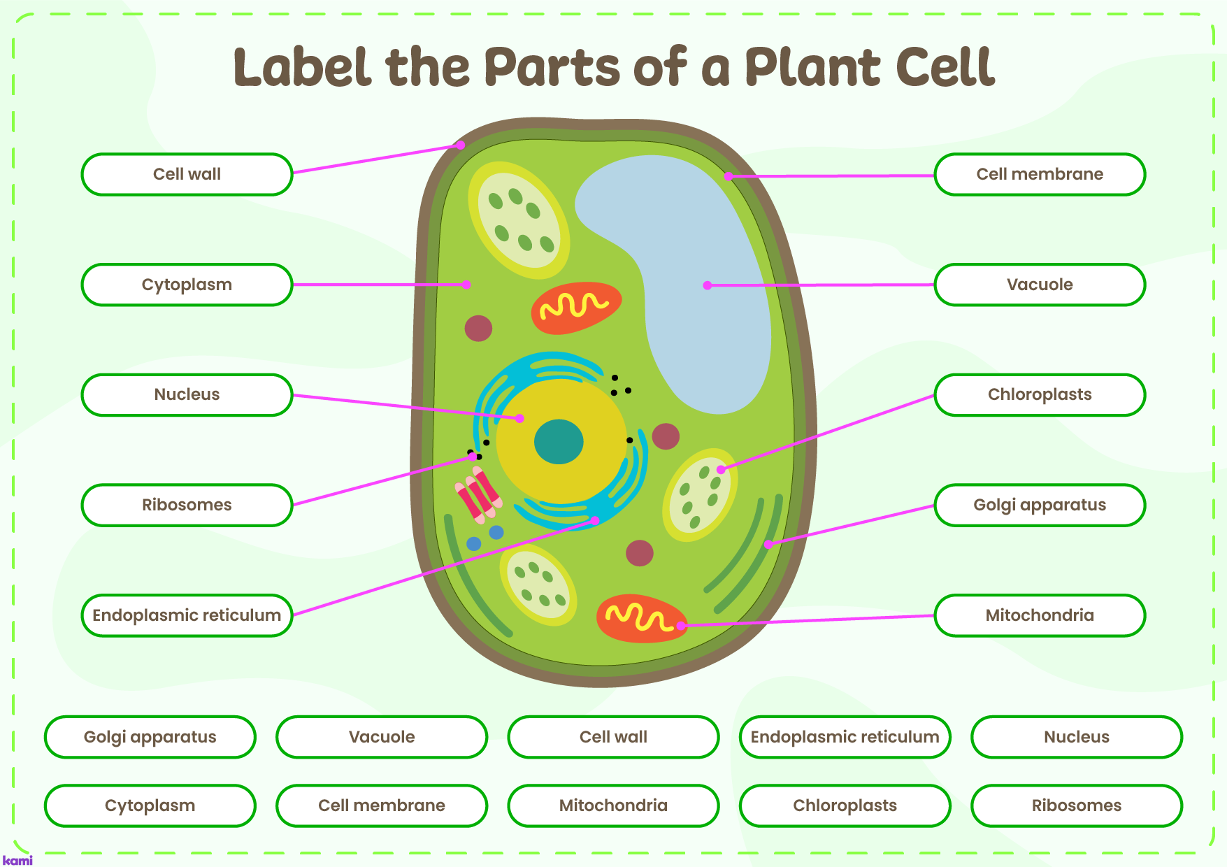 Printable Blank Plant Cell