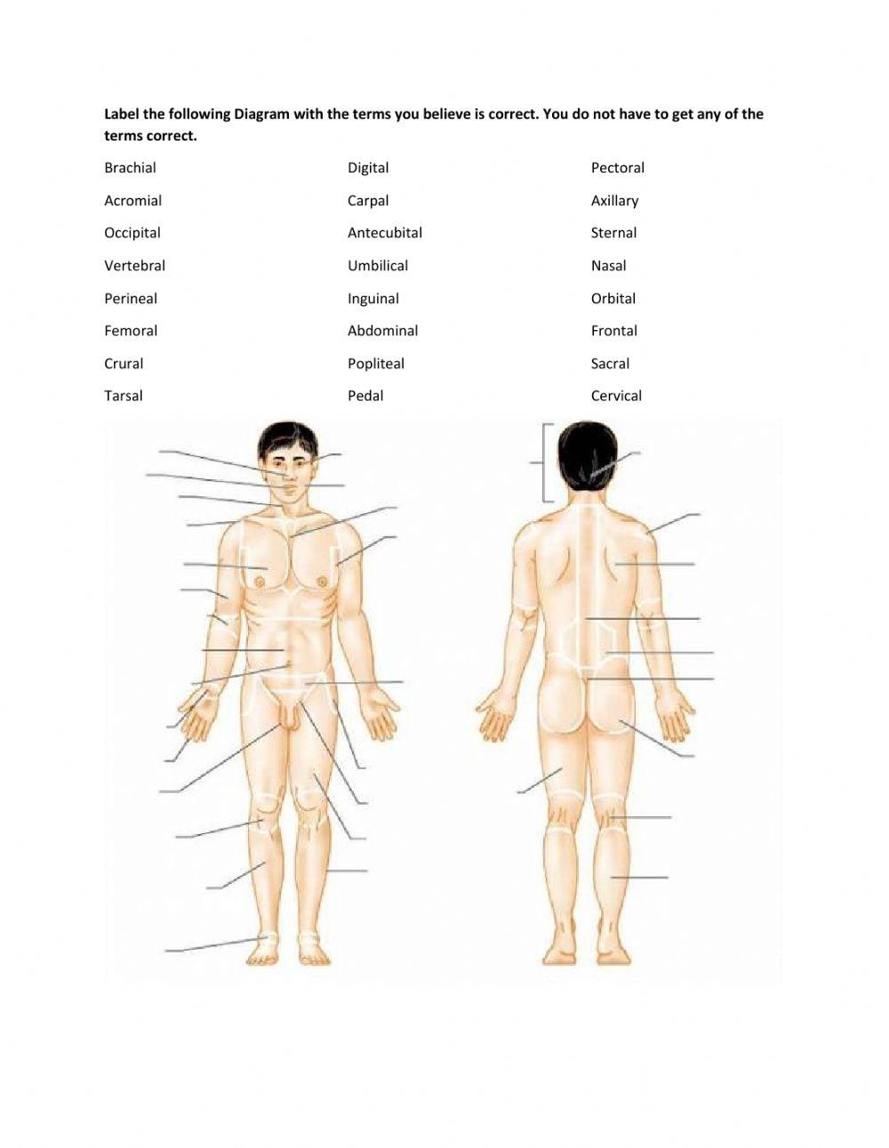 Label Parts Of The Body Worksheet Live Worksheets Worksheets 