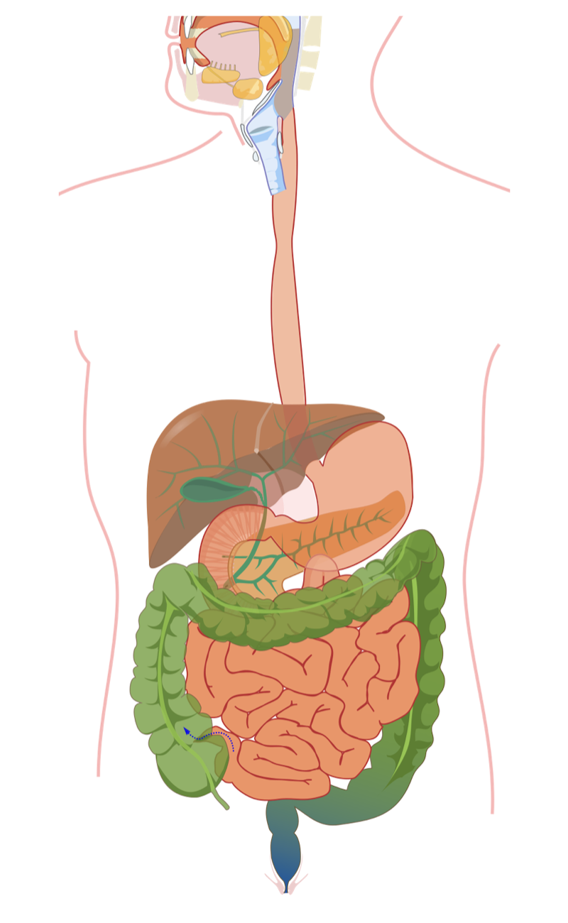 Blank Printable Digestive System Diagram