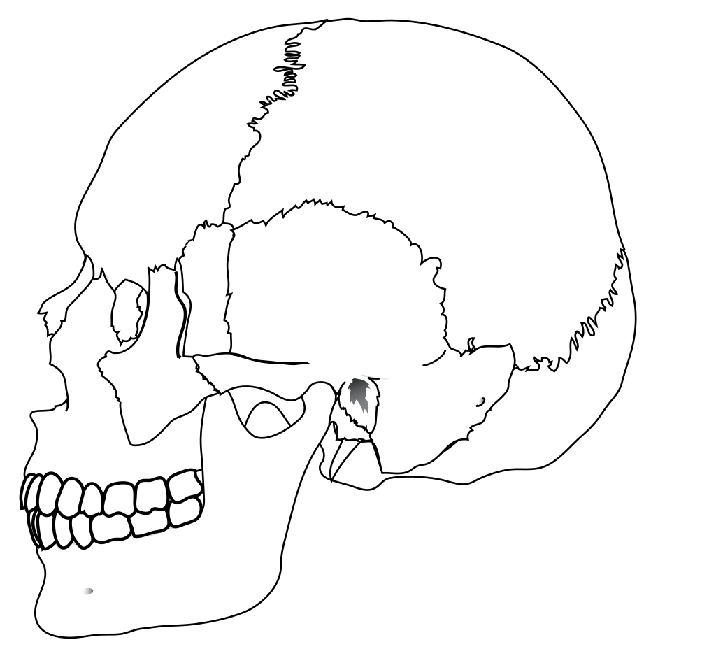LadyOfHats Drawing Bones Of Skull Lateral View No Labels 