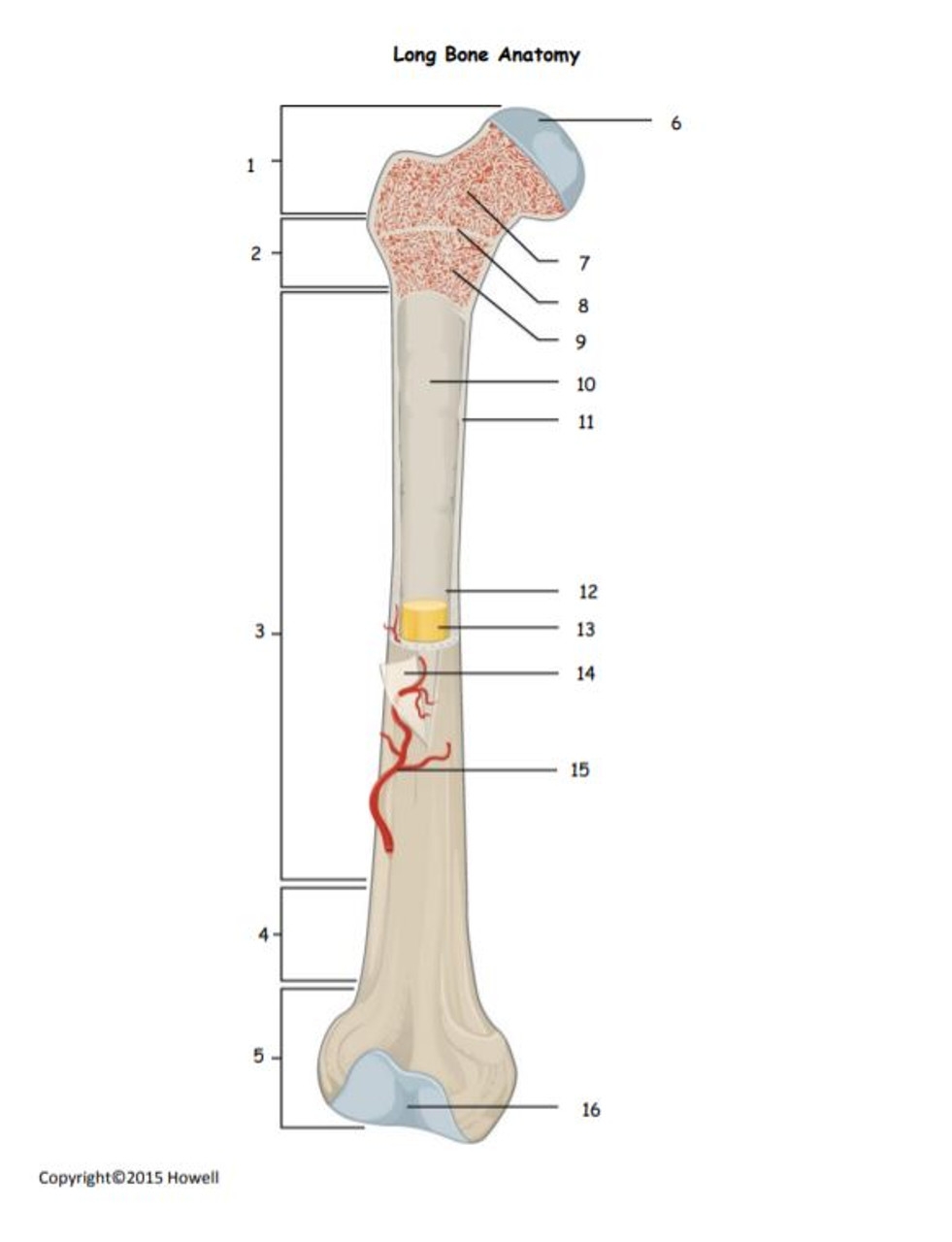 Long Bone Anatomy Quiz Or Worksheet Amped Up Learning