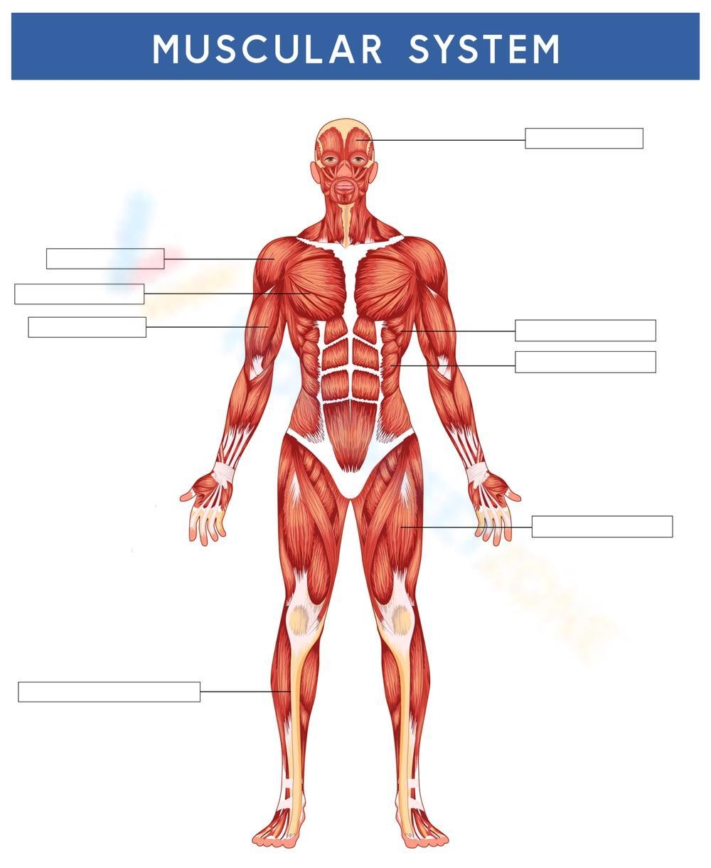 Printable Blank Muscle Diagram