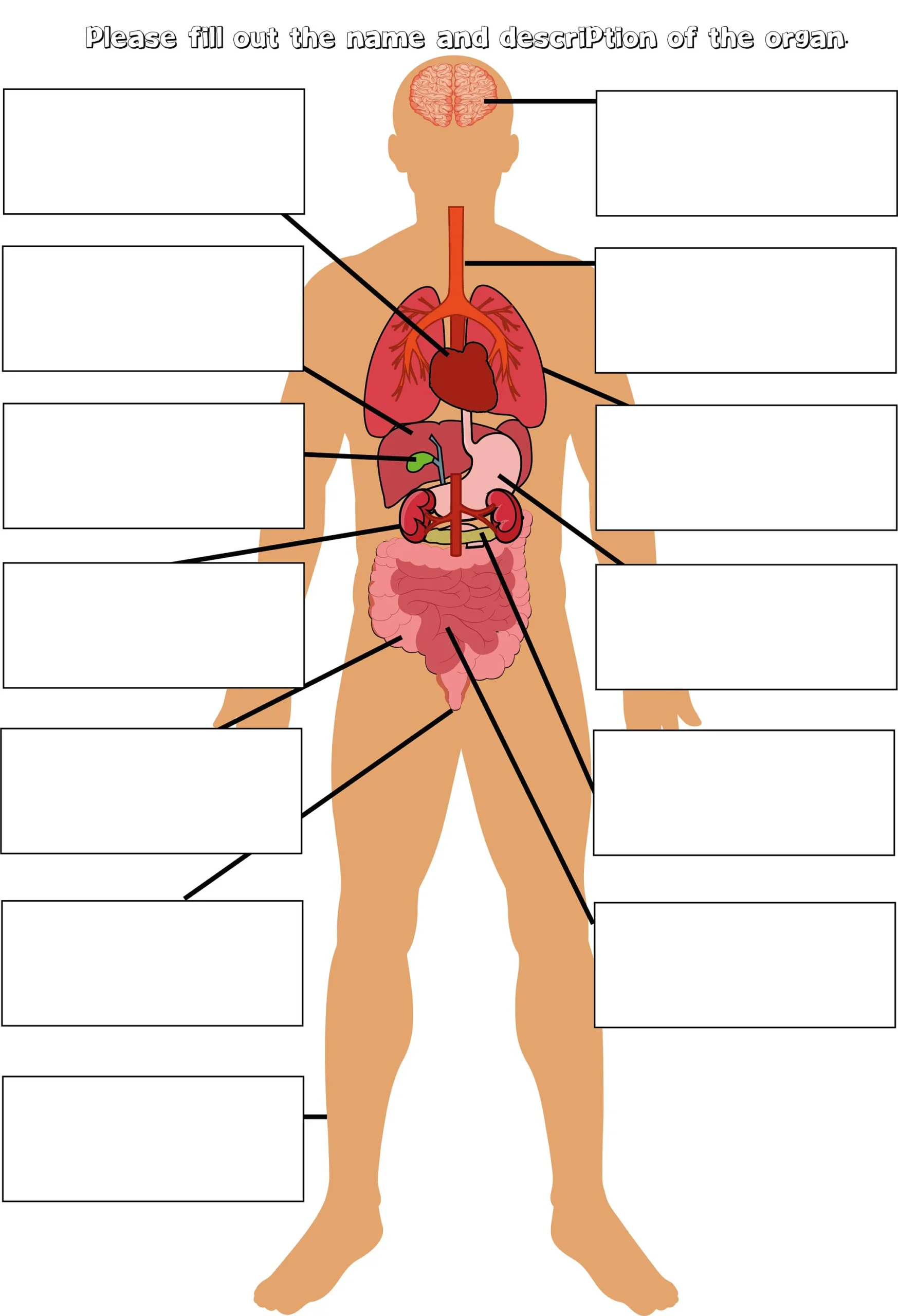 Parts Of The Body Labelling Activity Human Anatomy Education 